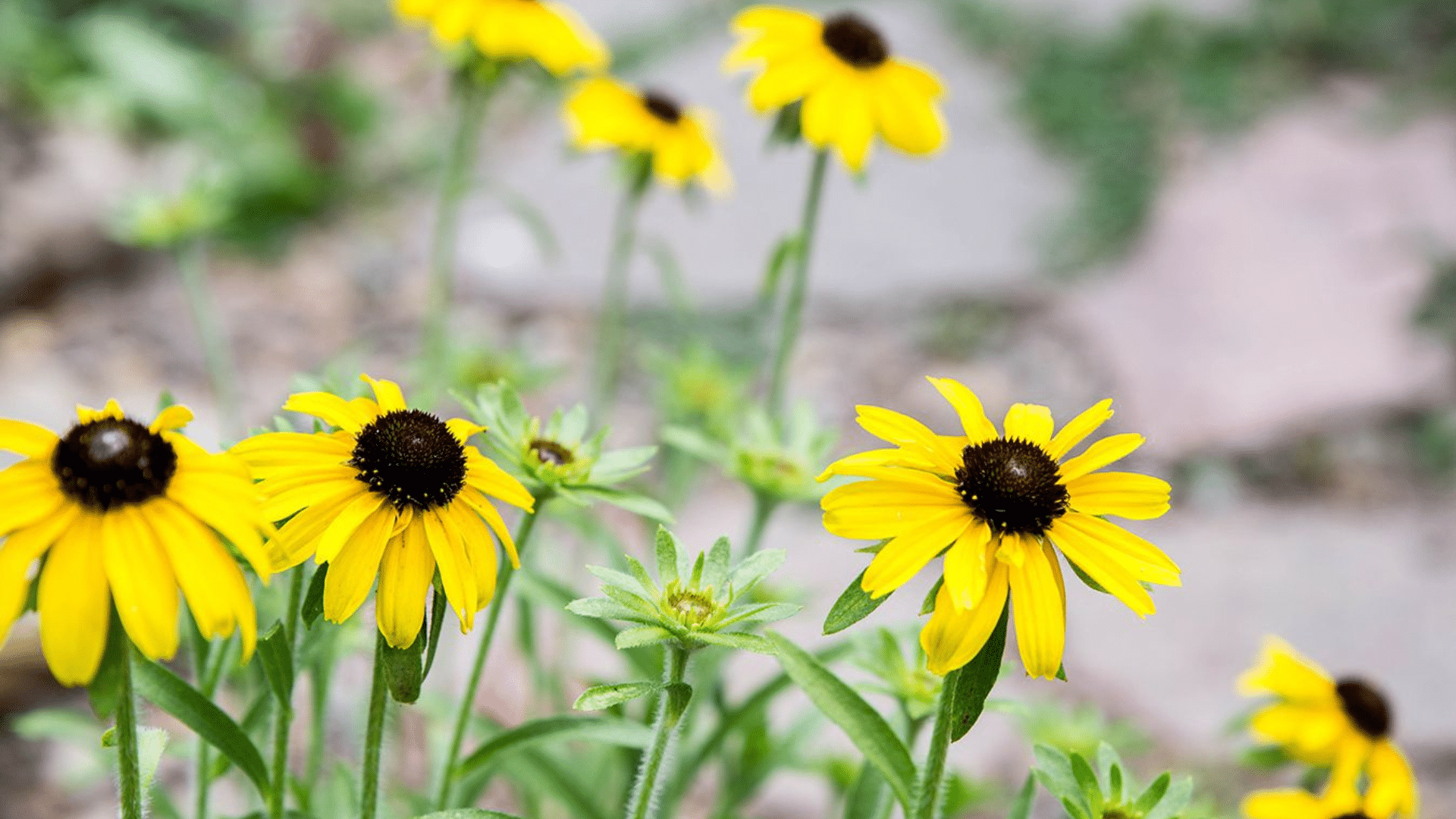 yellow black eyed susan flowers blooming with dark centers among green foliage creating a bright pollinator friendly garden display