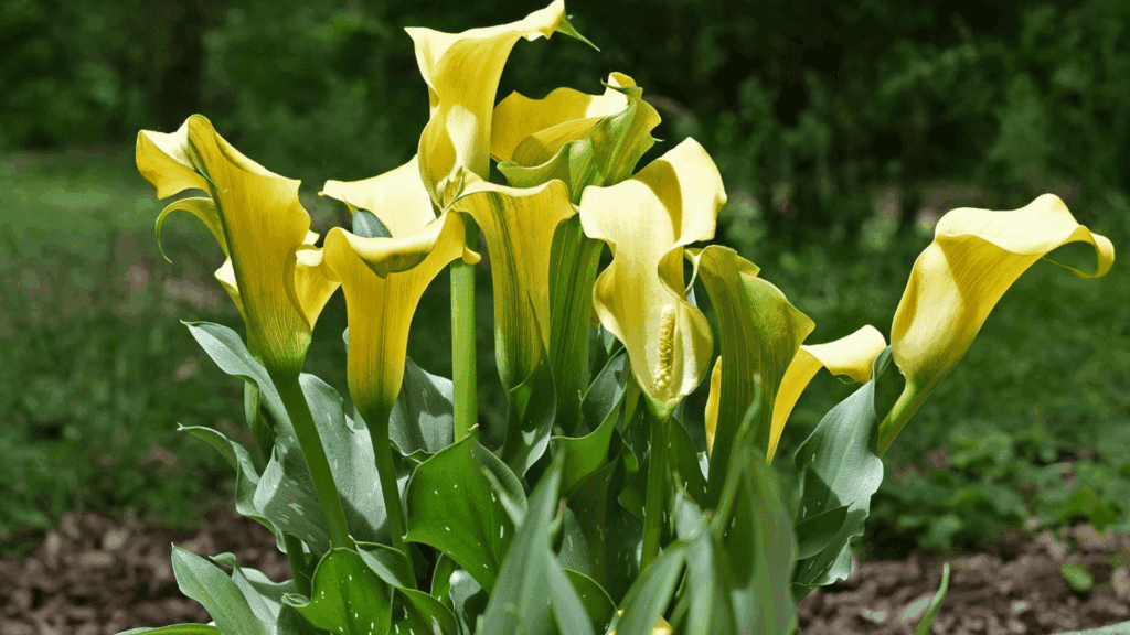 yellow calla lilies blooming in a garden with green leaves and a blurred natural background