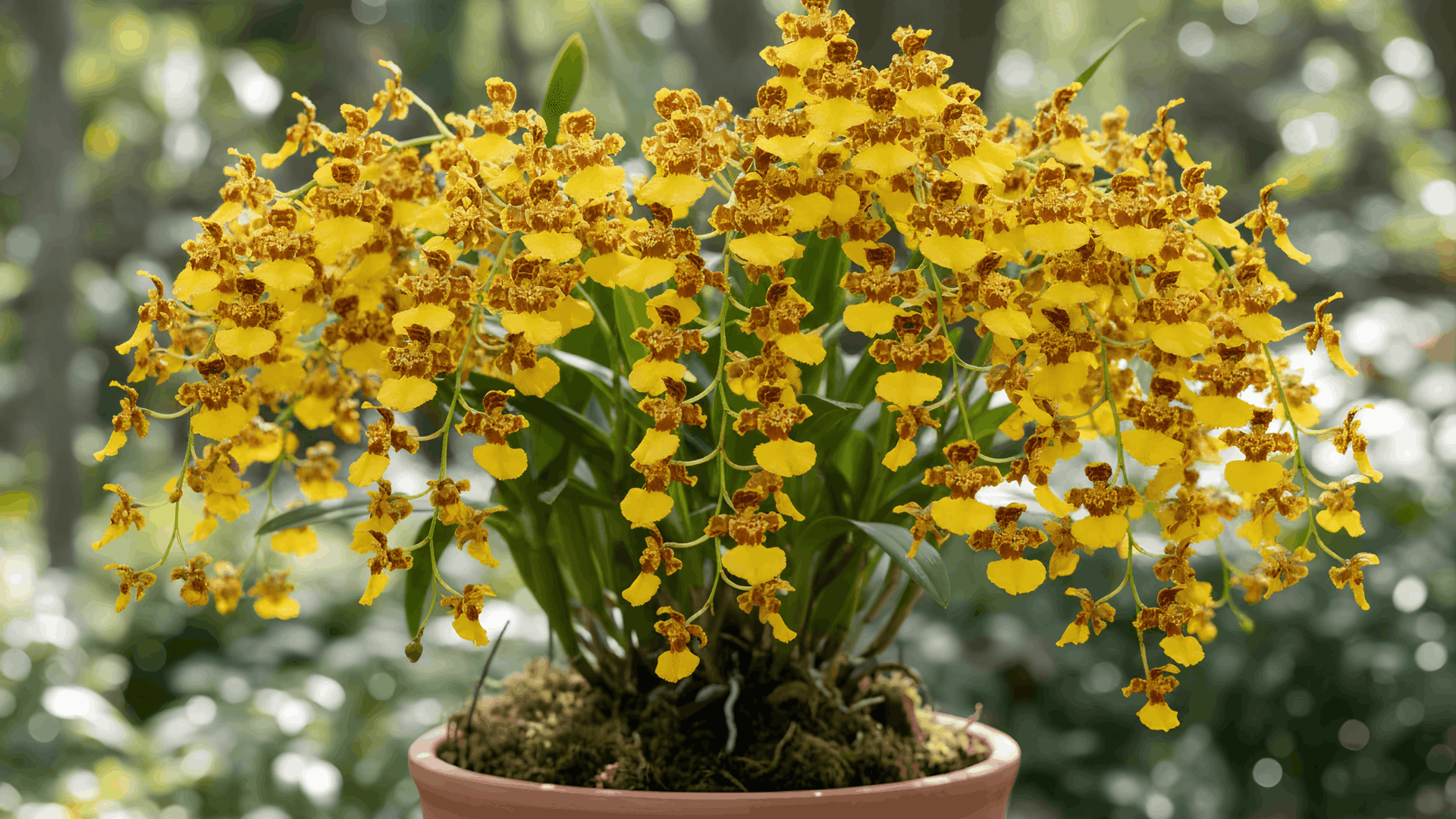 yellow dancing lady orchids blooming in a terracotta pot with cascading flower sprays against a softly blurred garden background