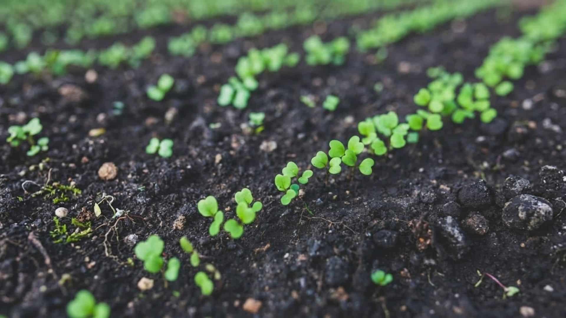 young arugula seedlings growing in neat rows across dark garden soil during early stages of healthy crop development