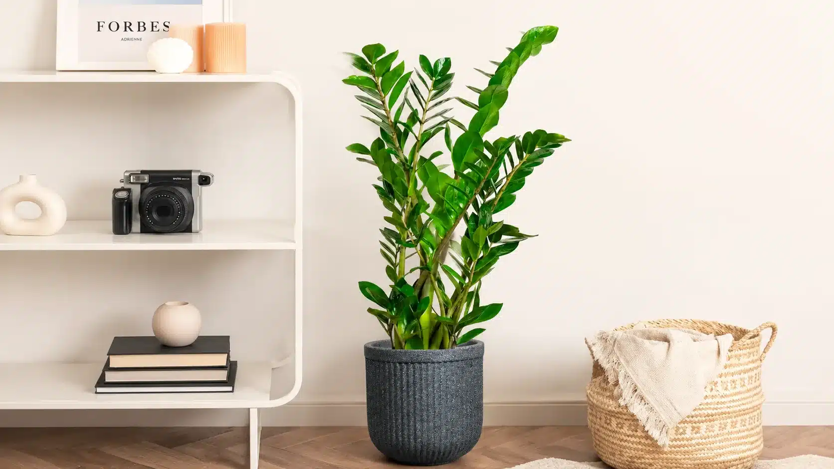 ZZ plant with thick glossy leaves beside a shelf