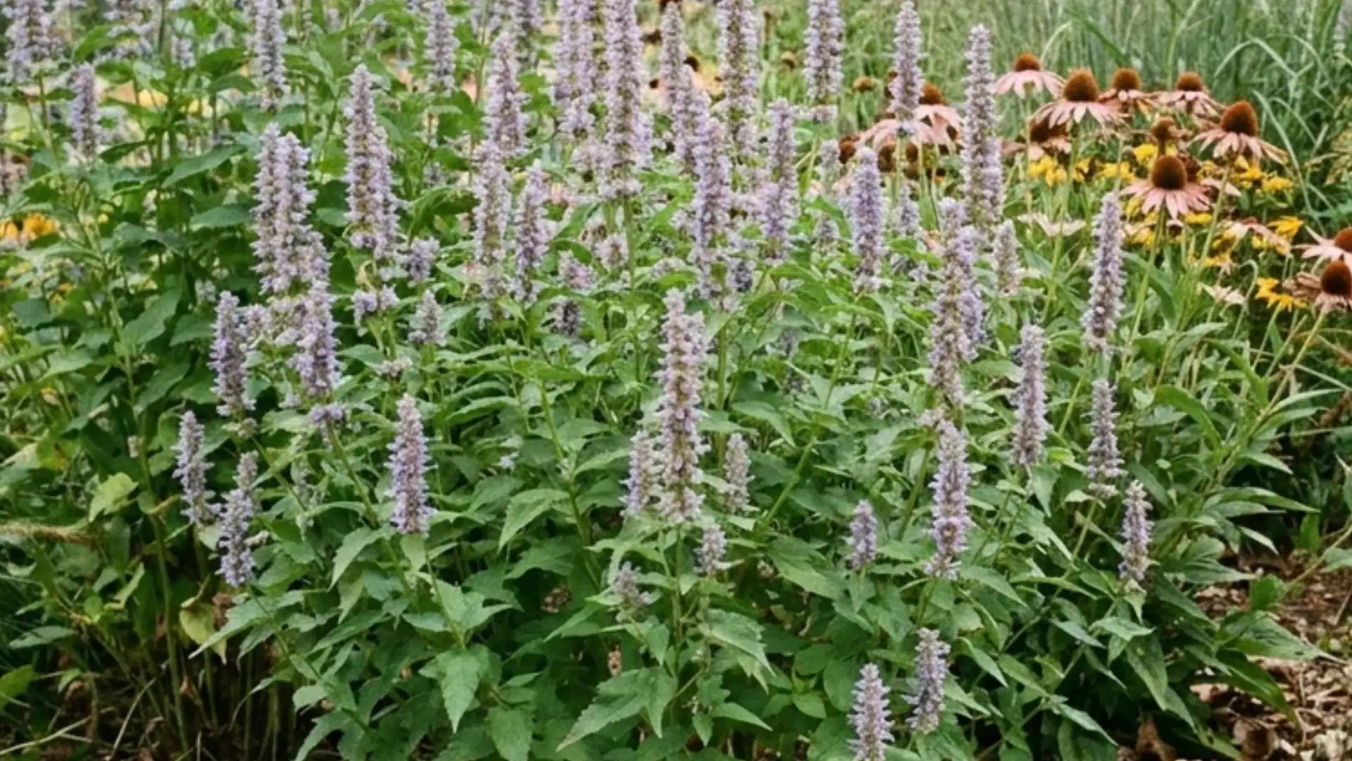 Anise hyssop with tall blue-purple flower spikes in a mixed border