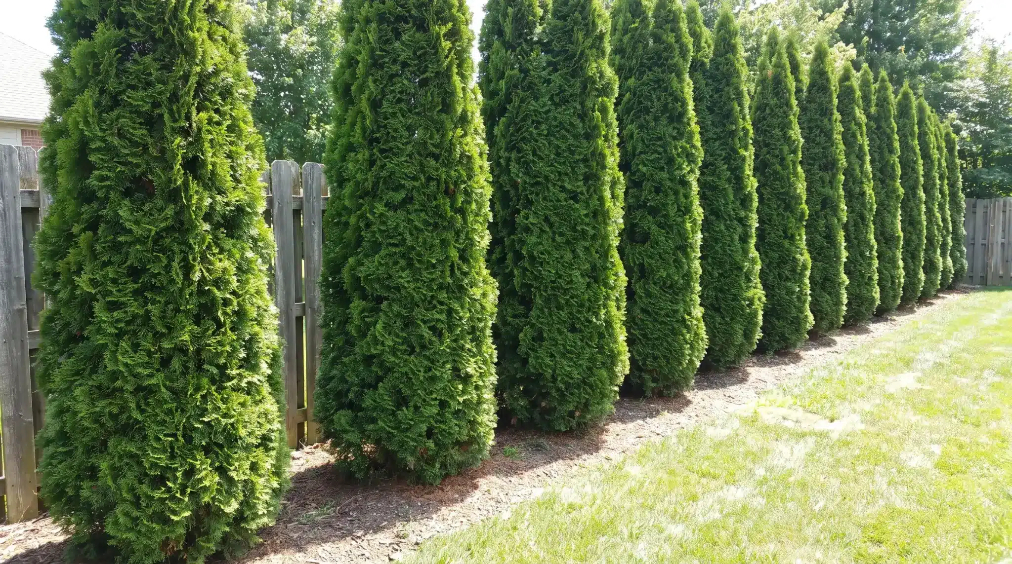 Tall arborvitae planted in a row to form a green privacy screen.