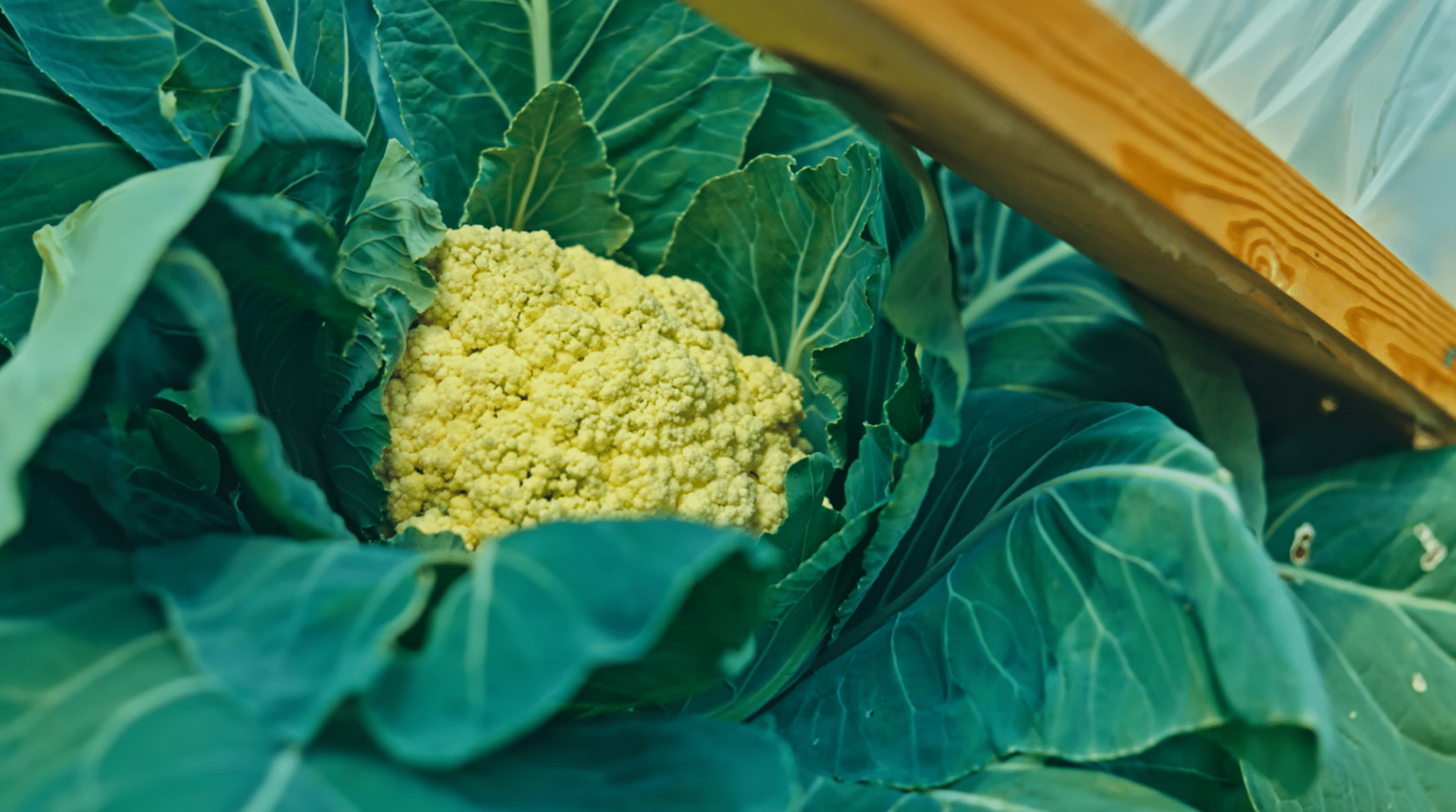Cauliflower growing among large green leaves in a potager garden planting area.