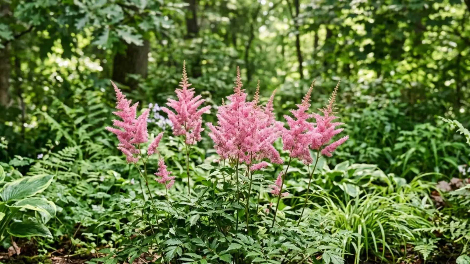 Feathery pink astilbe plumes blooming in a shaded garden bed