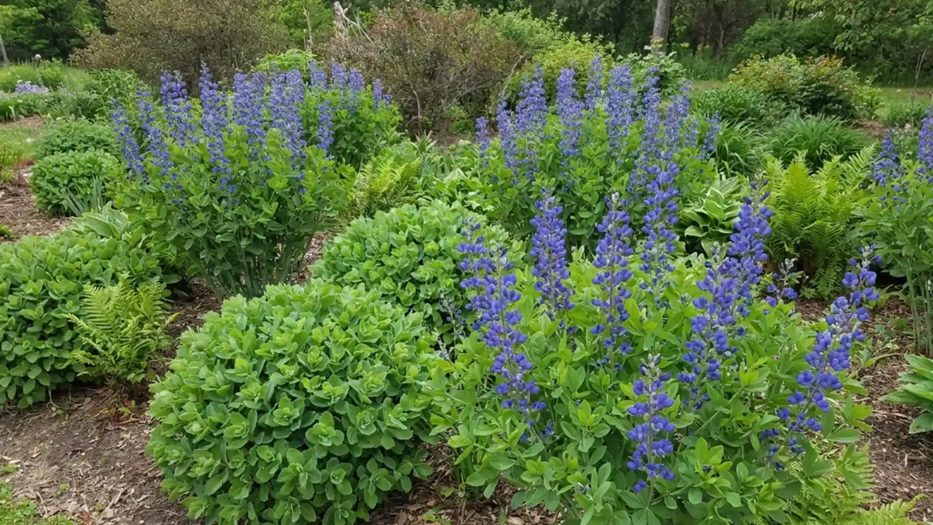 Tall blue baptisia flower spikes rising above bushy green foliage in a garden border