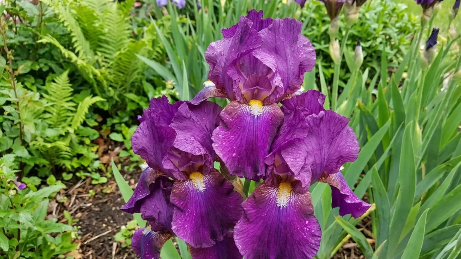 Purple bearded iris flowers with ruffled petals growing in a spring garden border