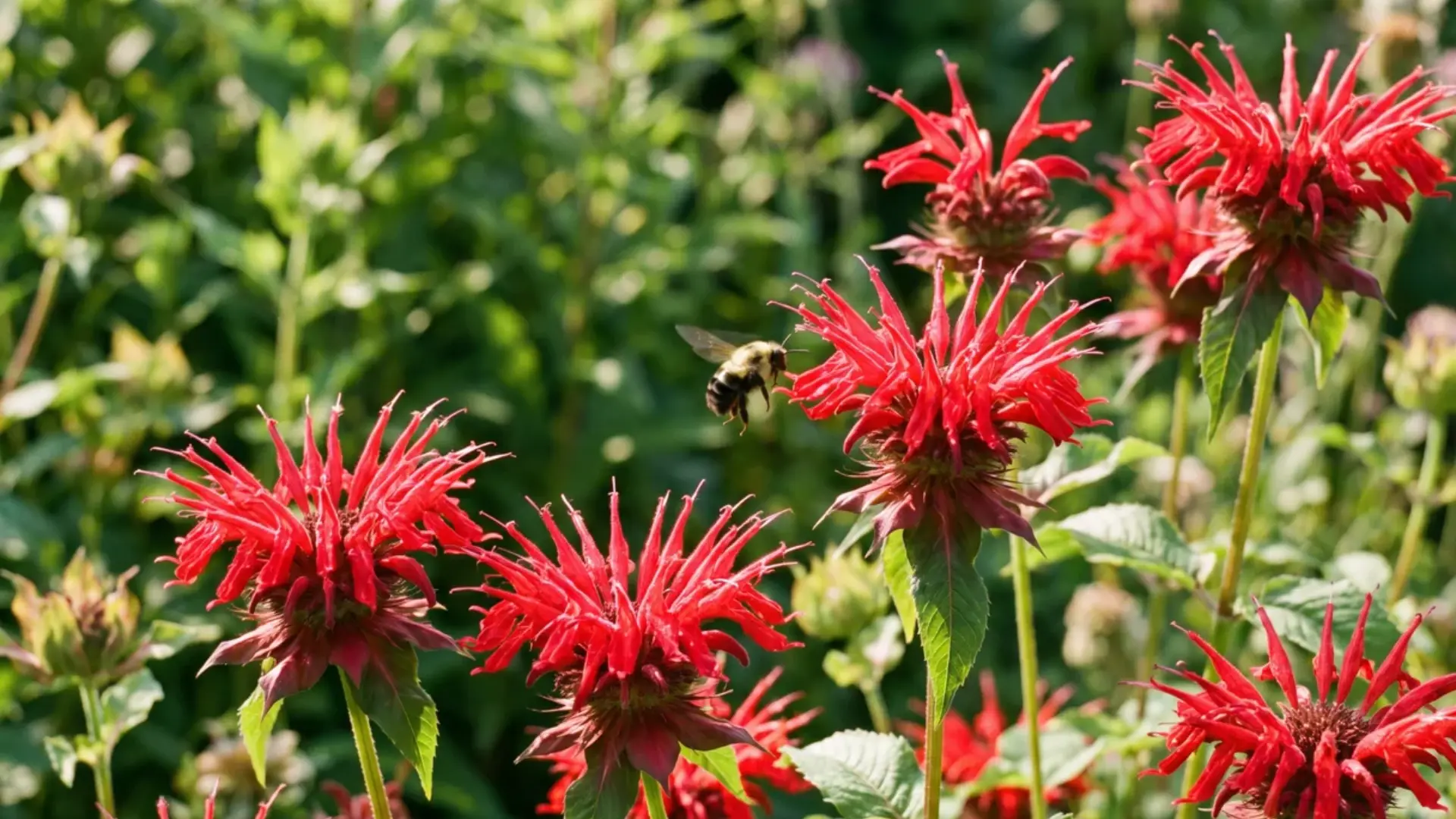 Red bee balm flowers with spiky petals blooming in a sunny bed