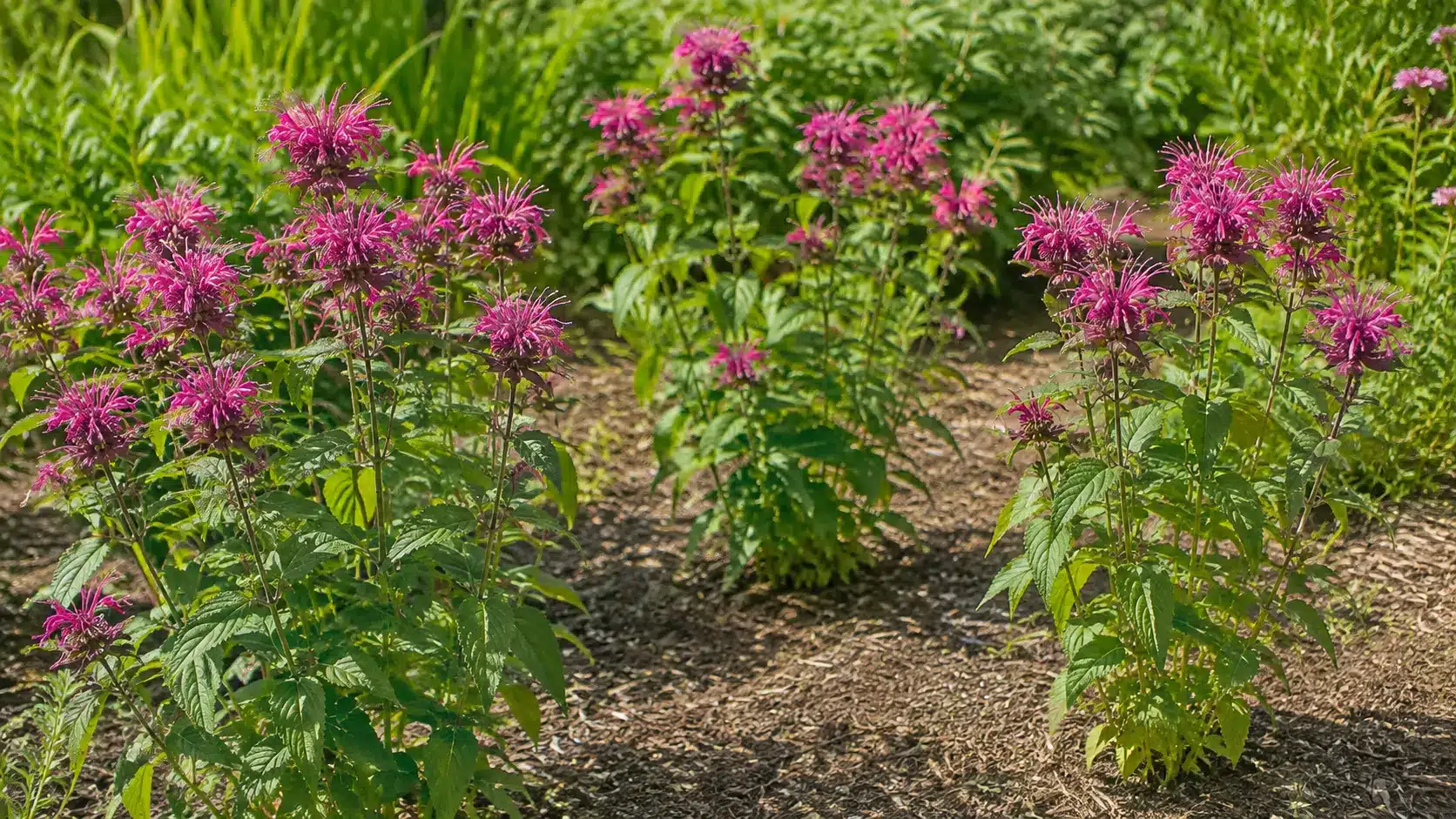 Flowering bee balm growing with open spacing in a sunny garden bed.