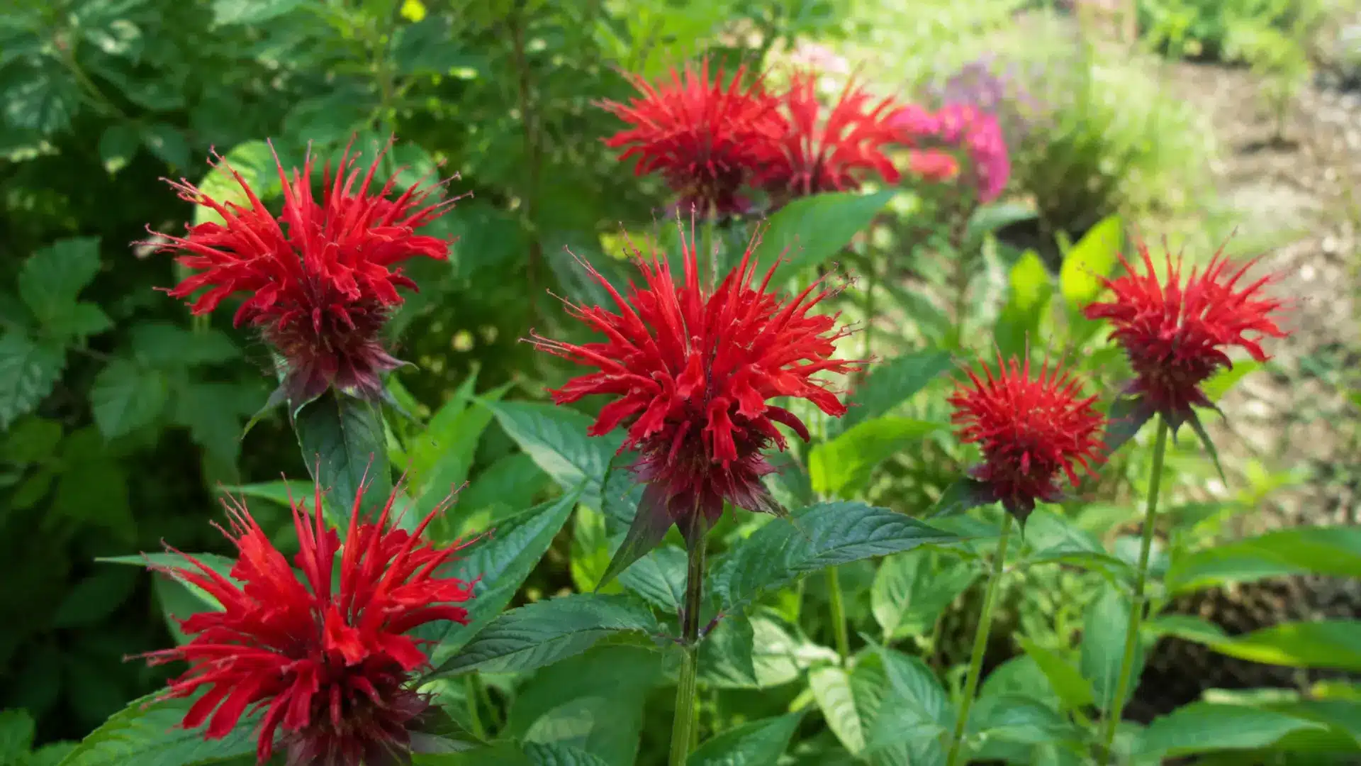 Red bee balm flowers with shaggy tube shaped petals growing in a sunny garden border