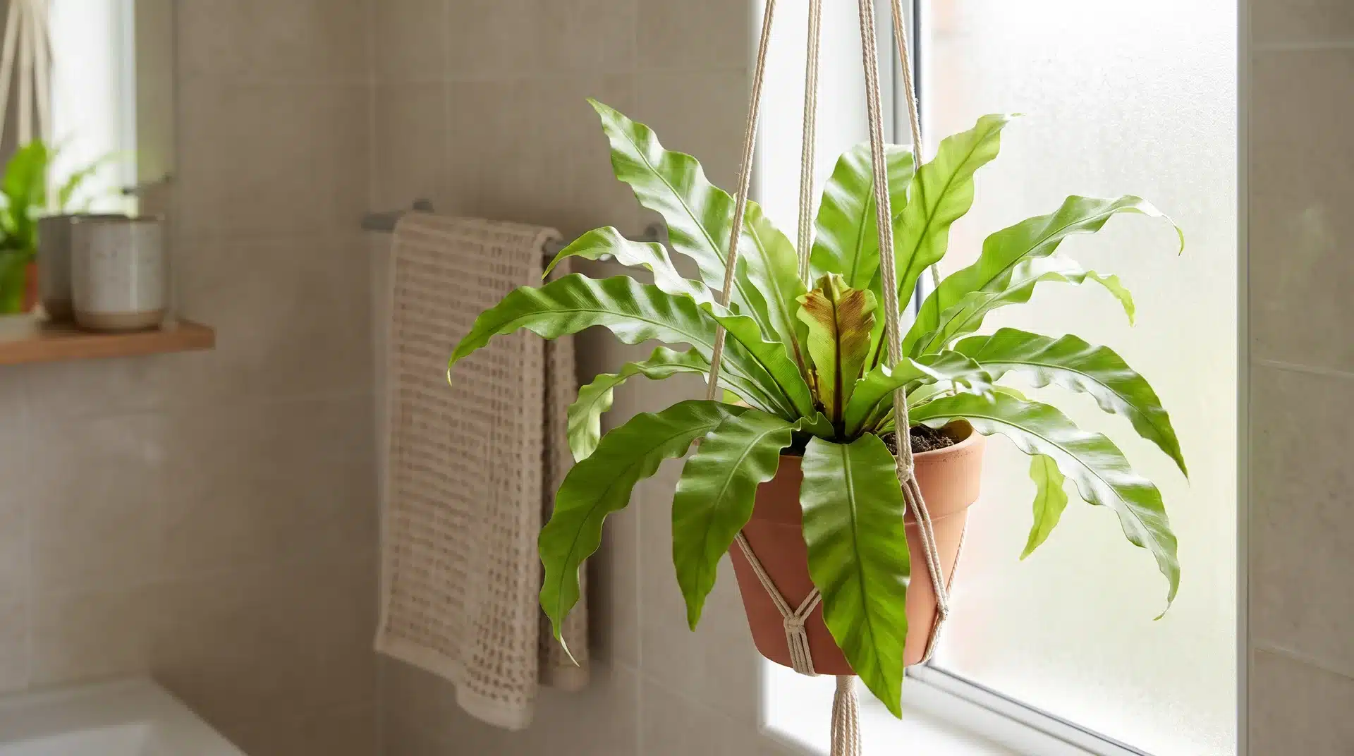 Bird’s nest fern with wide wavy green leaves growing from a hanging pot indoors.