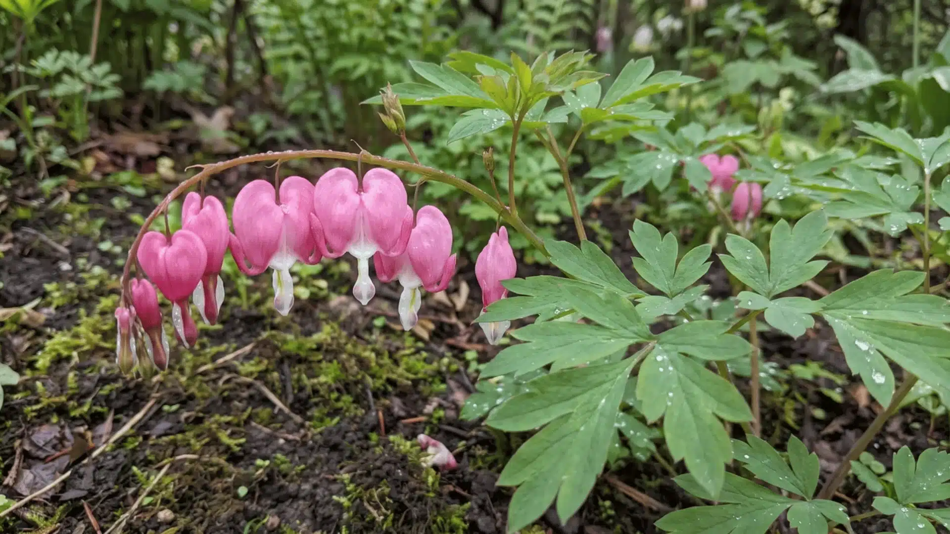 bleeding-heart-perennial