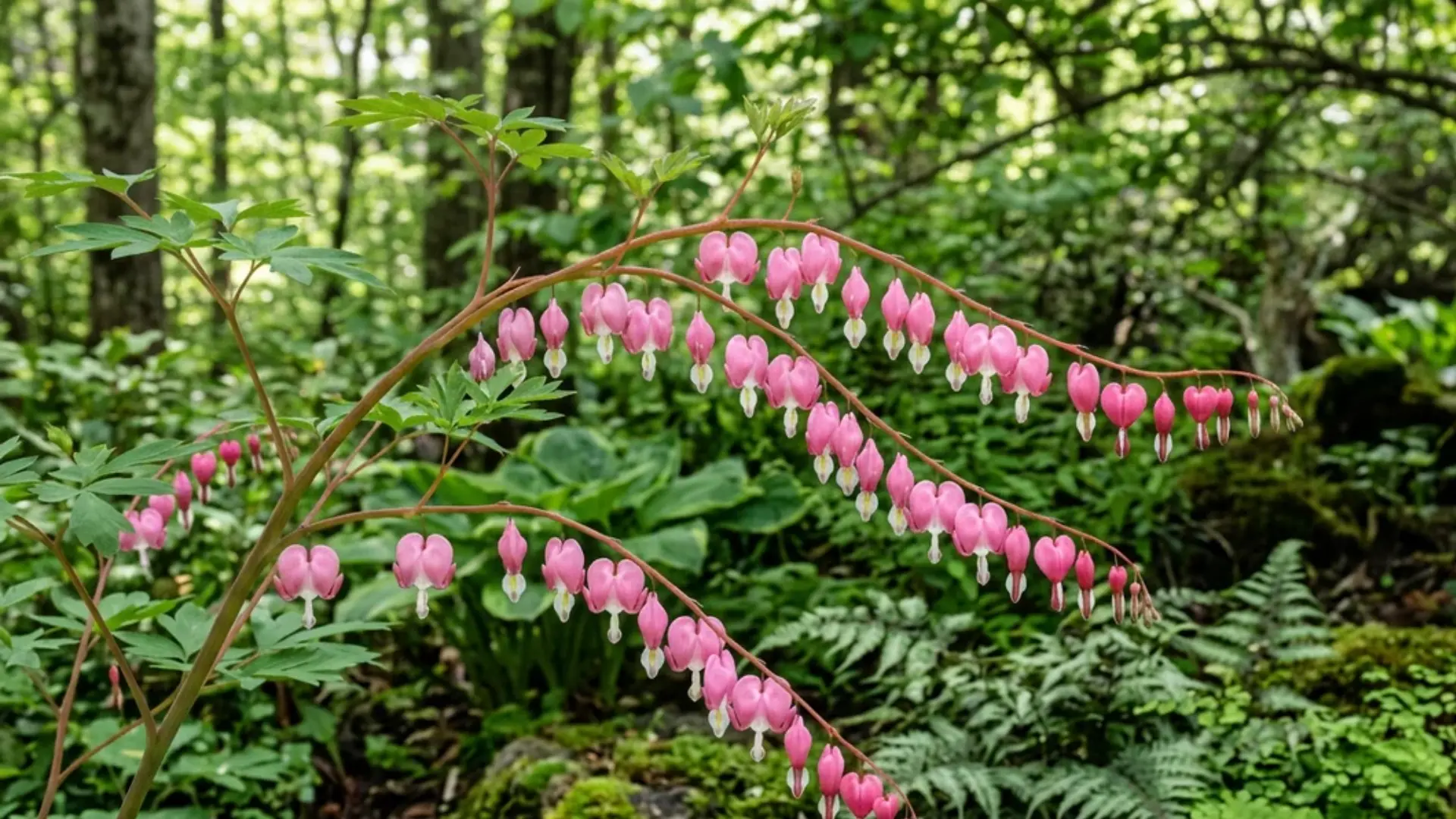 Pink bleeding heart flowers hanging on arching stems in shade