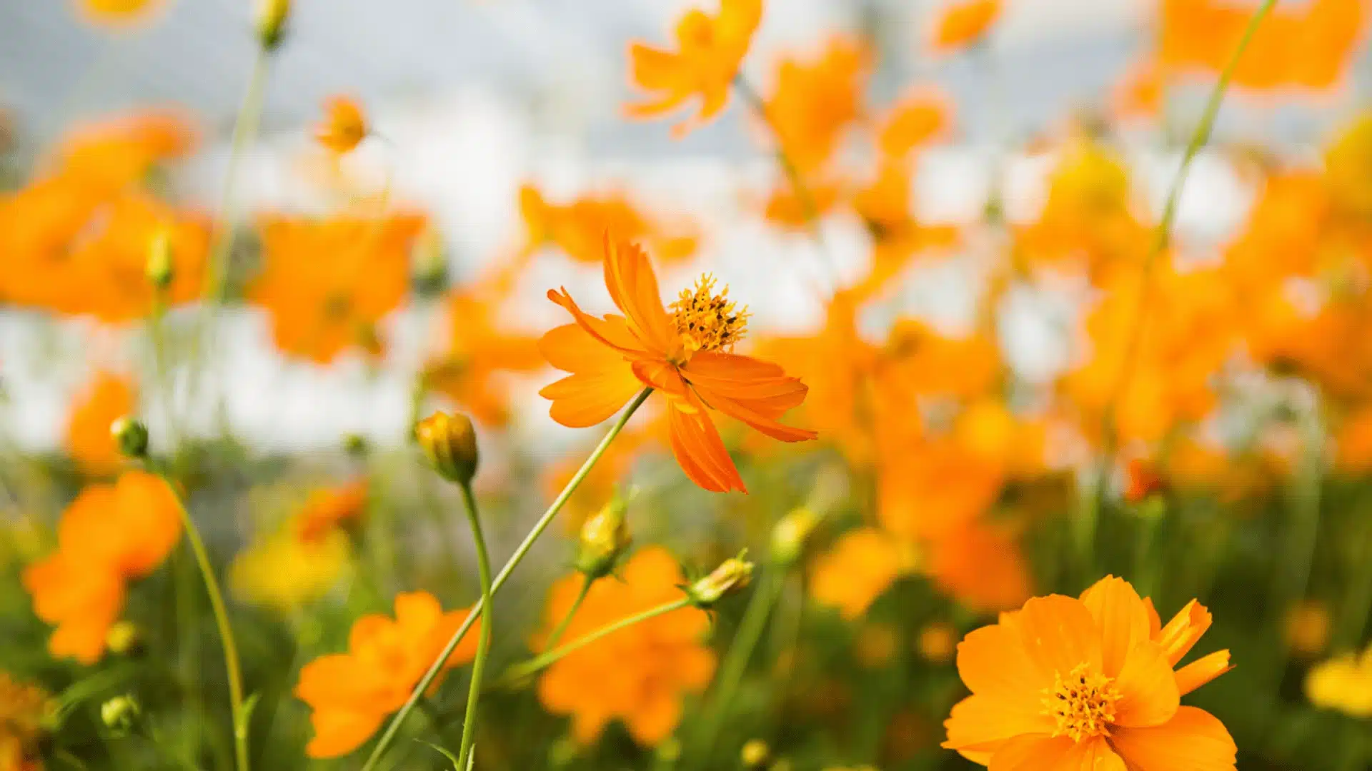 Bright orange cosmos flowers blooming in a garden with soft natural light and a blurred floral background.