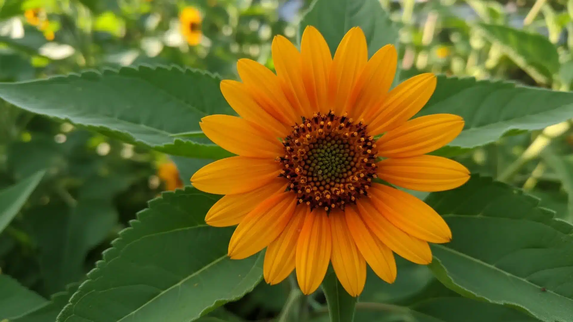Vibrant orange and yellow sunflower blooming in a garden surrounded by green leaves.
