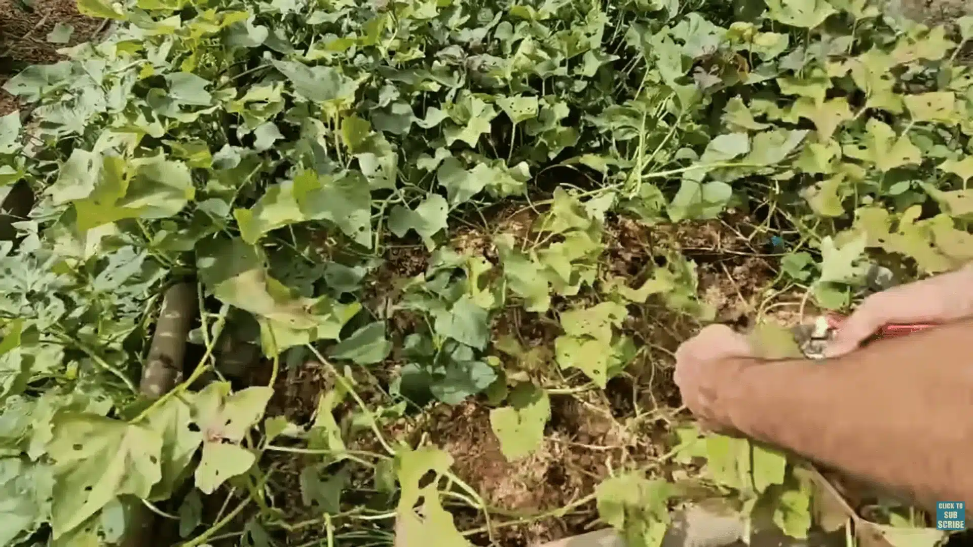 Mature sweet potato vines showing signs that harvest time is approaching