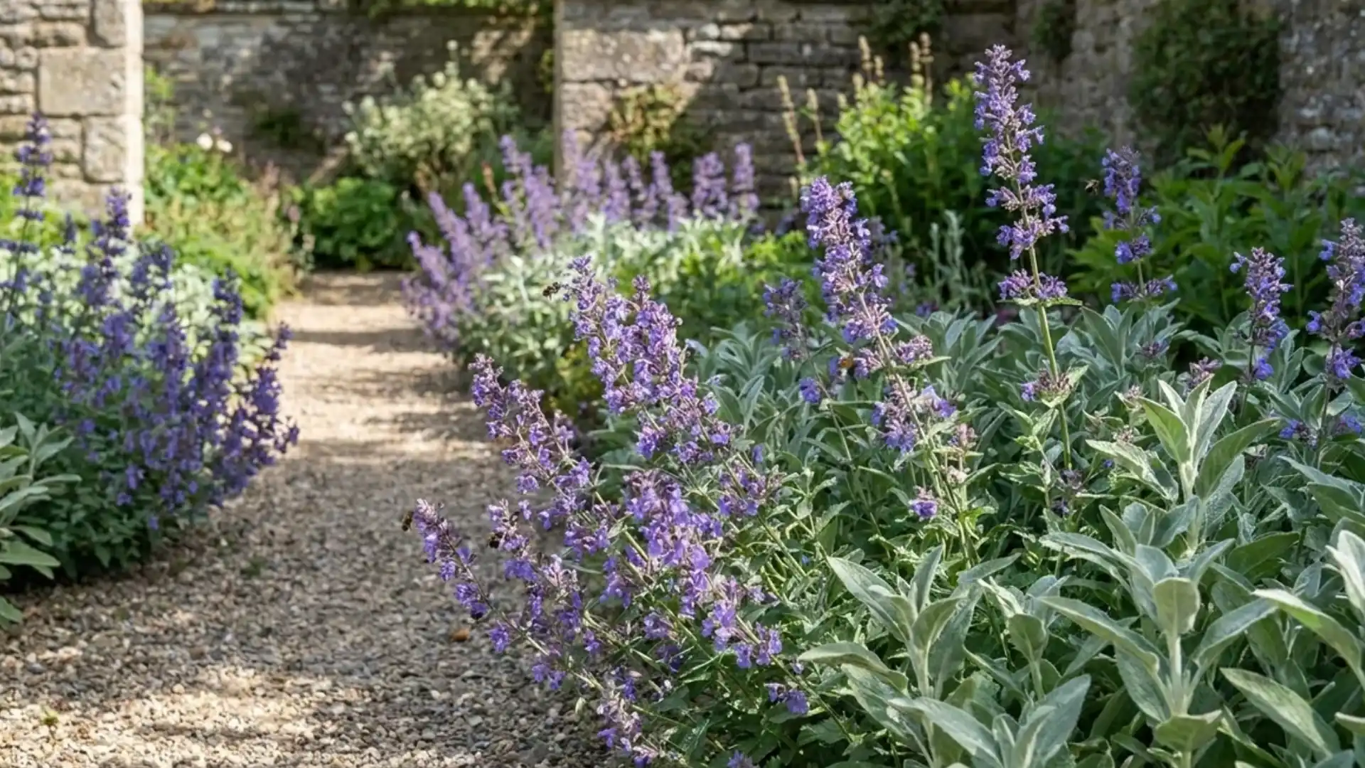 Purple blue catmint flower spikes with silvery foliage growing along a garden path