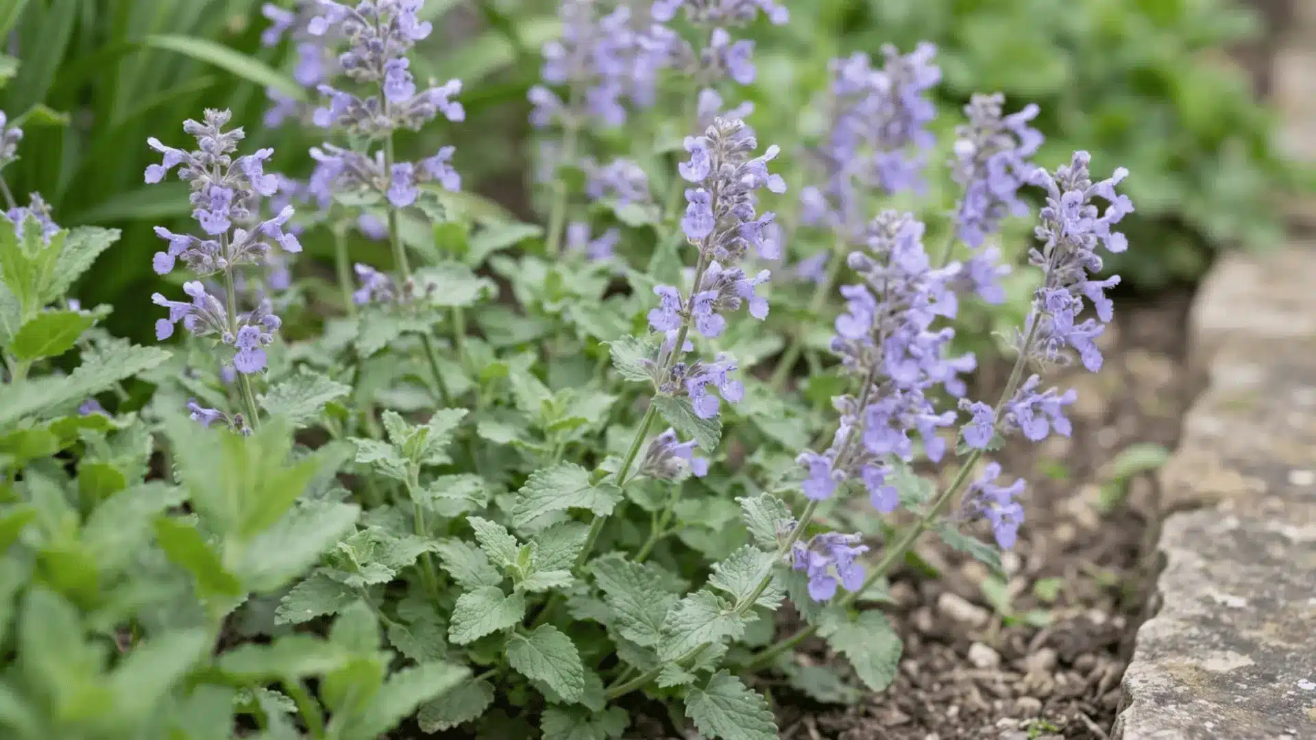 Catmint flowers above gray-green leaves in garden