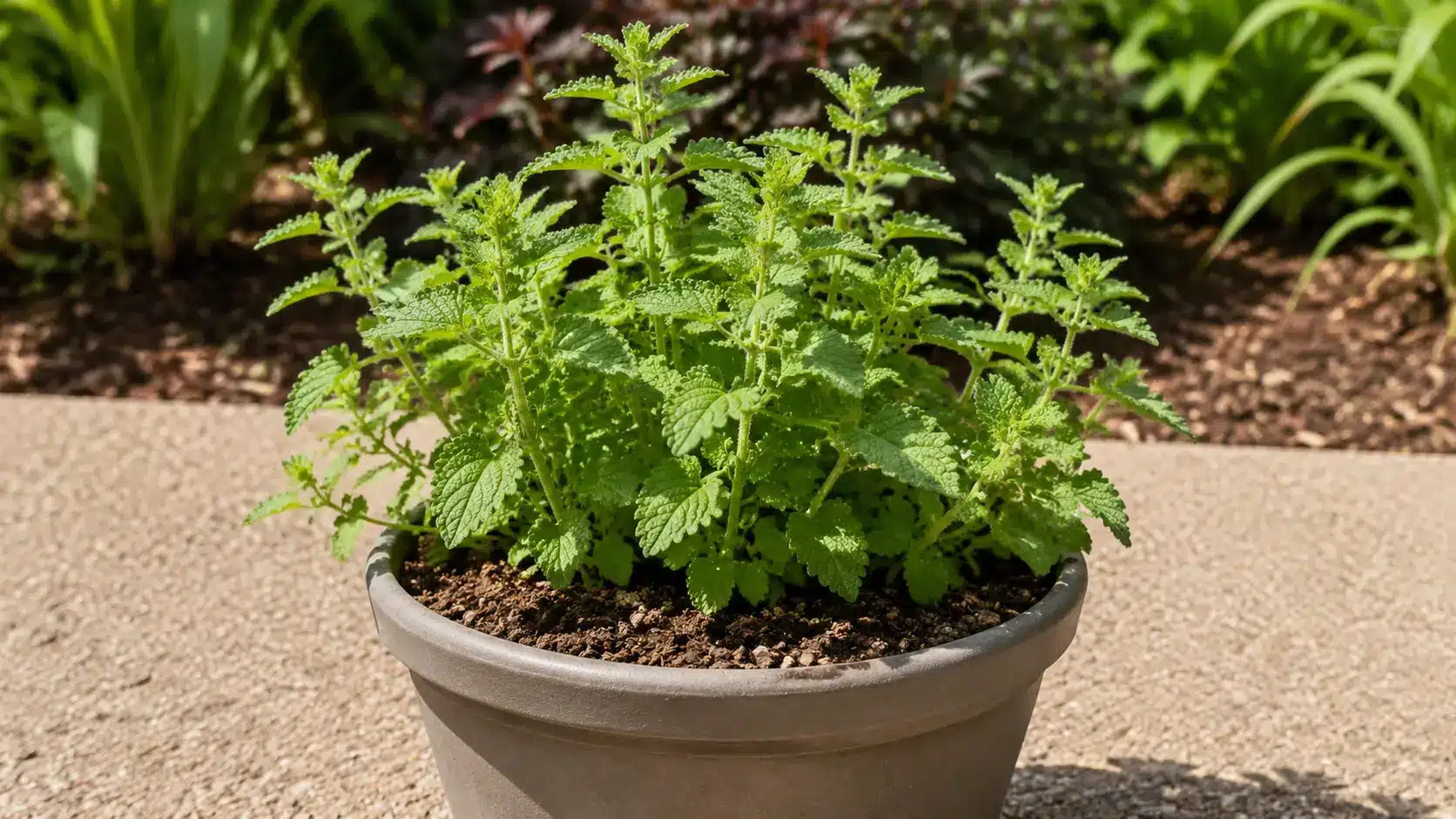 Catnip plant growing in a container under full sun.