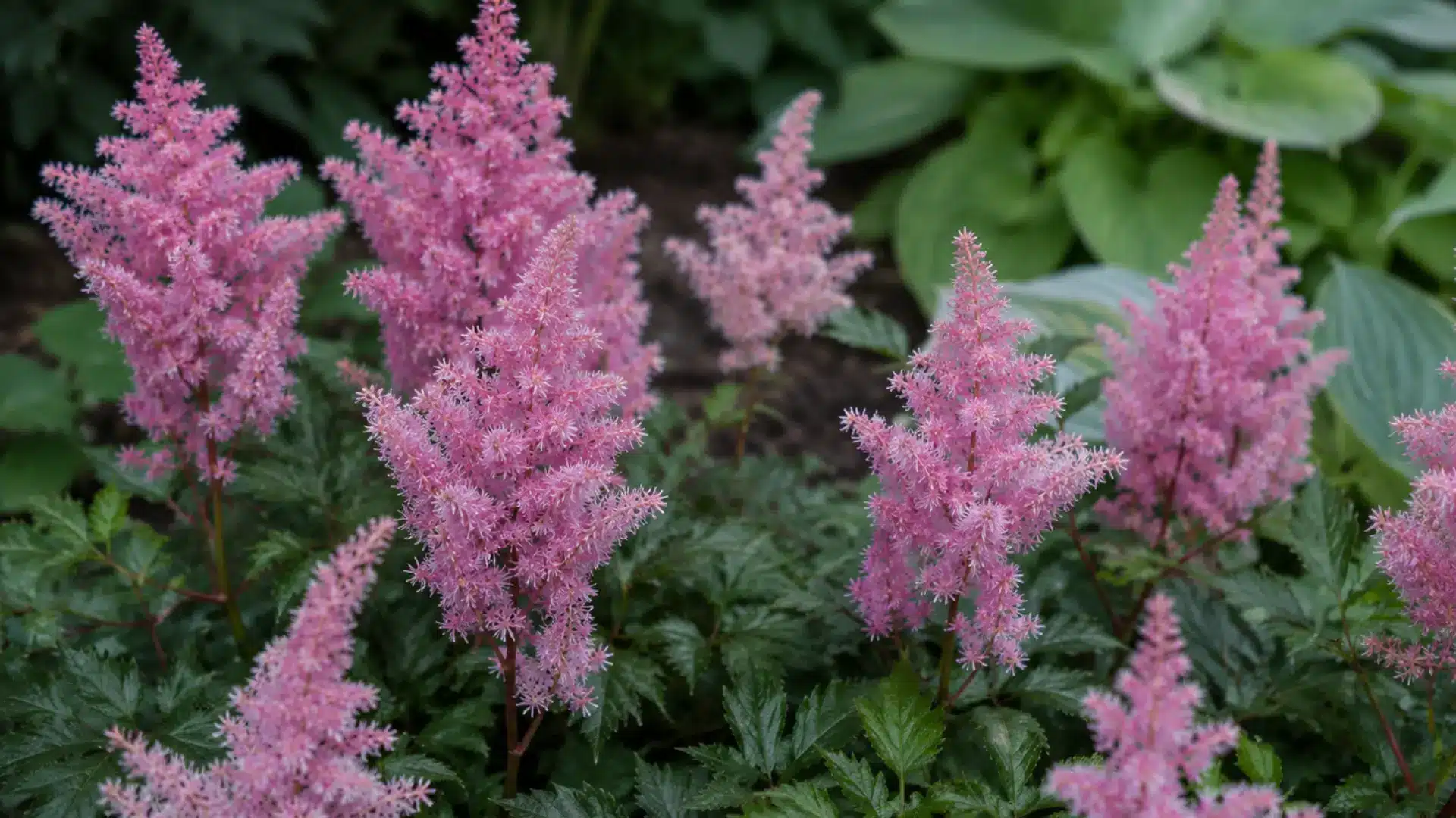 Pink astilbe flower plumes rising above dark green foliage in a shaded garden bed