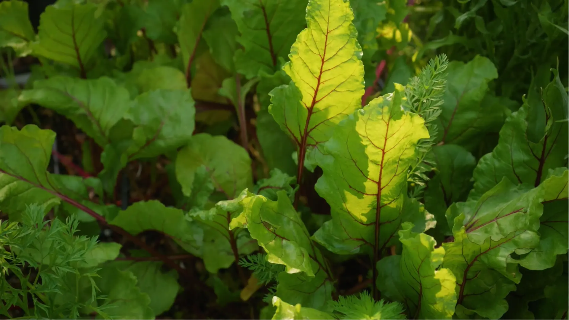 Healthy beet plants growing with green leaves in a garden bed.