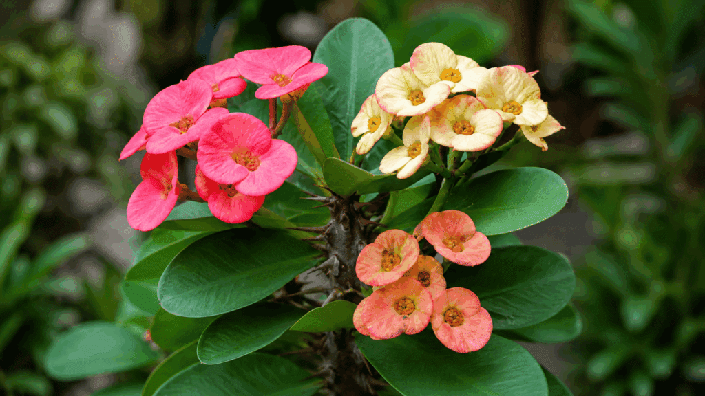 Crown of Thorns Plant: Care, Problems, and Tips Christ Thorn Plant With Pink Yellow And Coral Flowers In Full Bloom on the natural soil