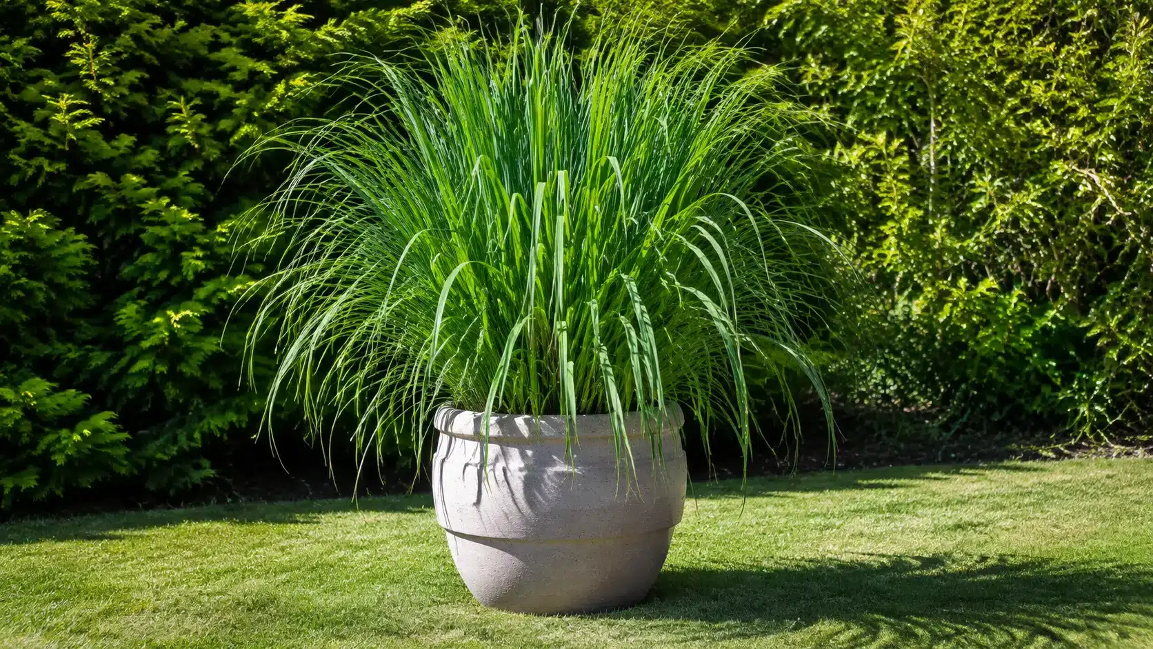 Tall citronella grass growing in a large container under full sun.