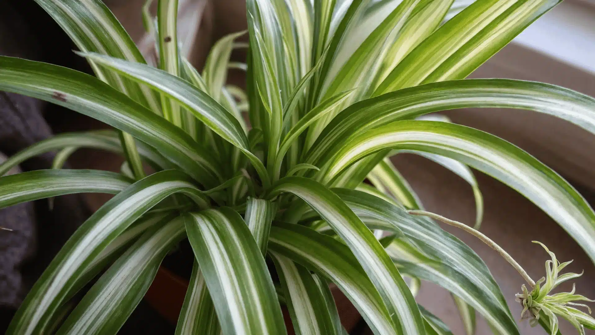 Close-up of a healthy variegated spider plant with fresh green growth at the center and a small spiderette forming at the edge of the frame.