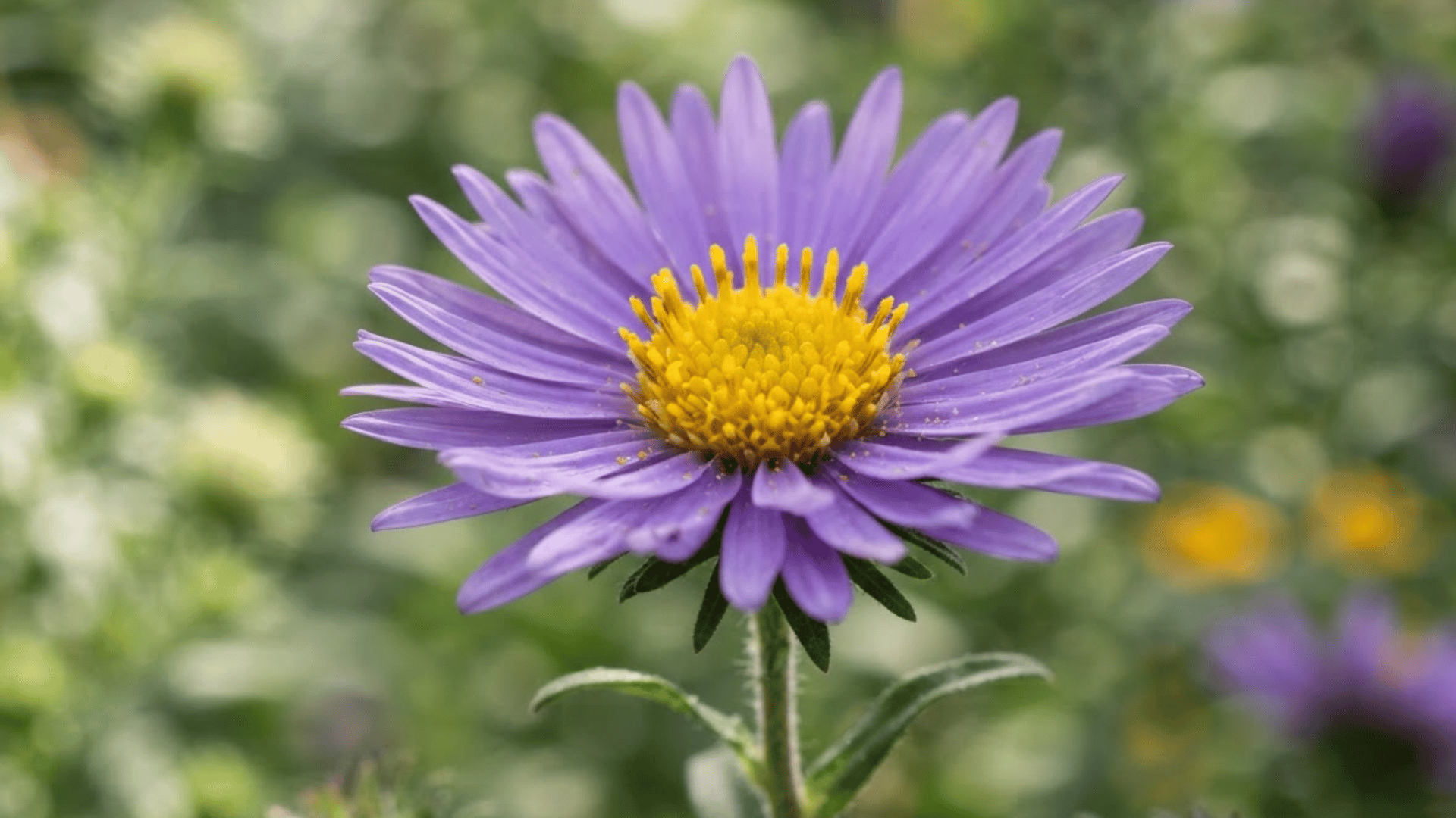 close up of a purple aster flower with a bright yellow center