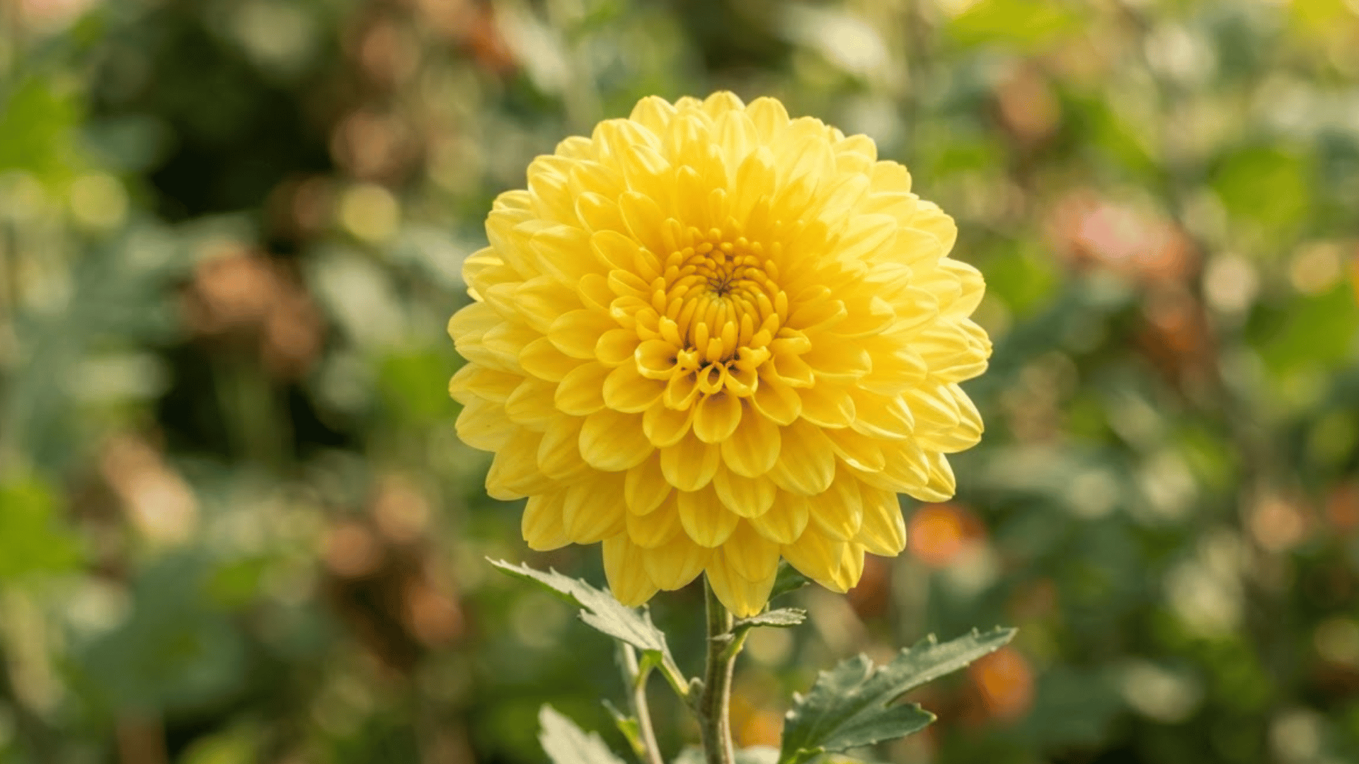 close up of a yellow chrysanthemum flower blooming in natural sunlight