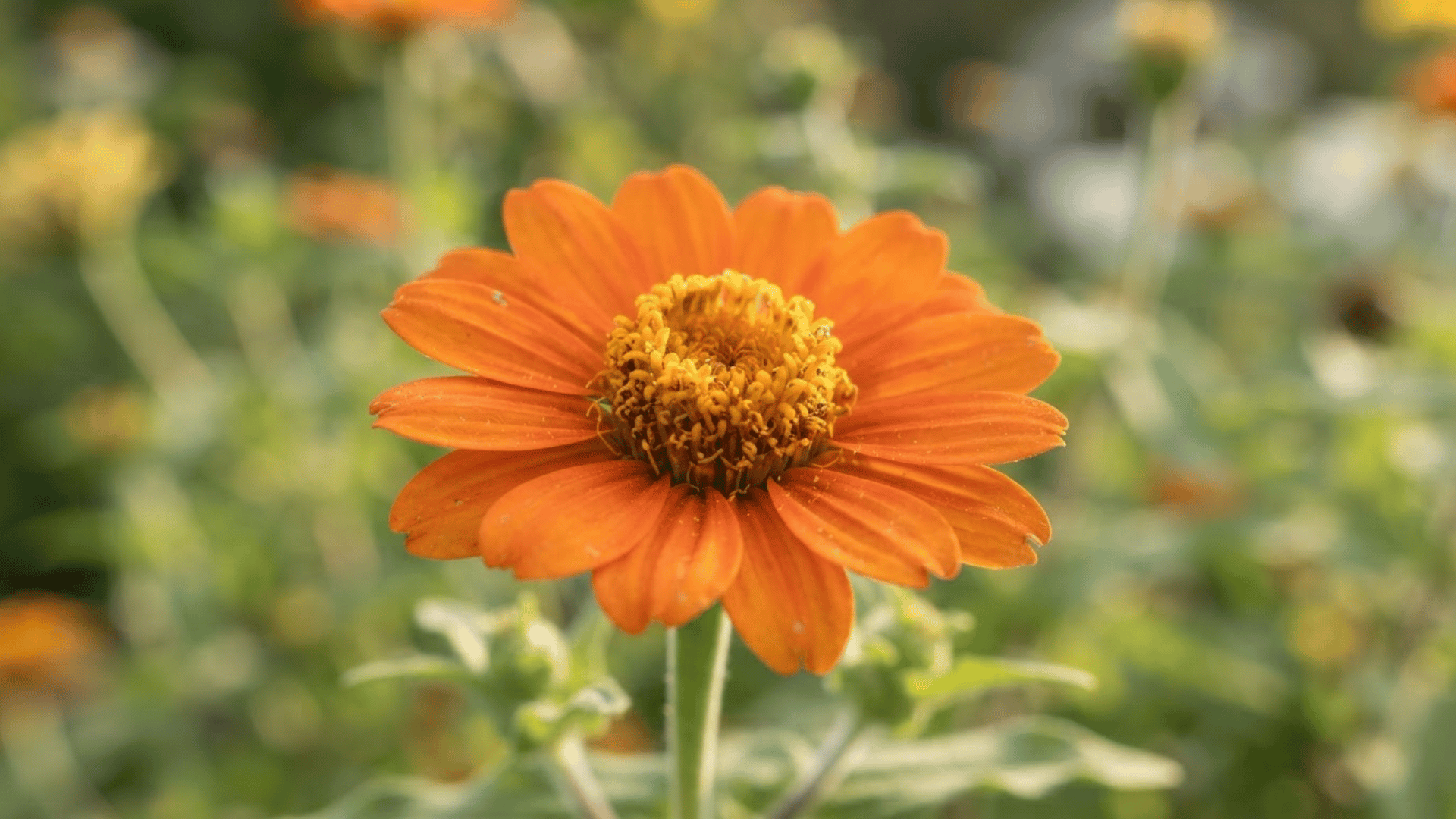 close up of an orange zinnia flower with detailed petals and golden center