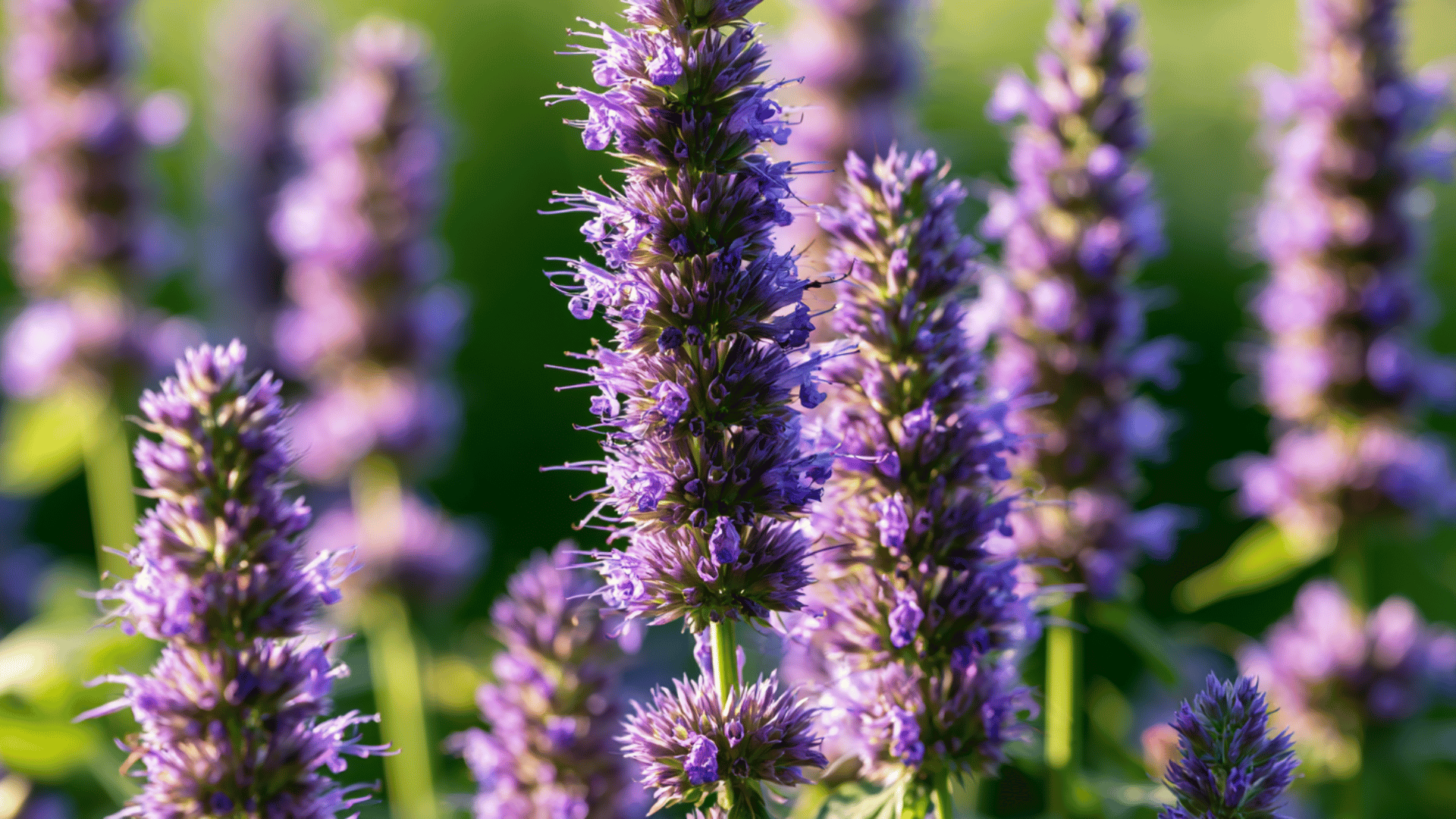 close up of purple agastache flower spikes in natural sunlight