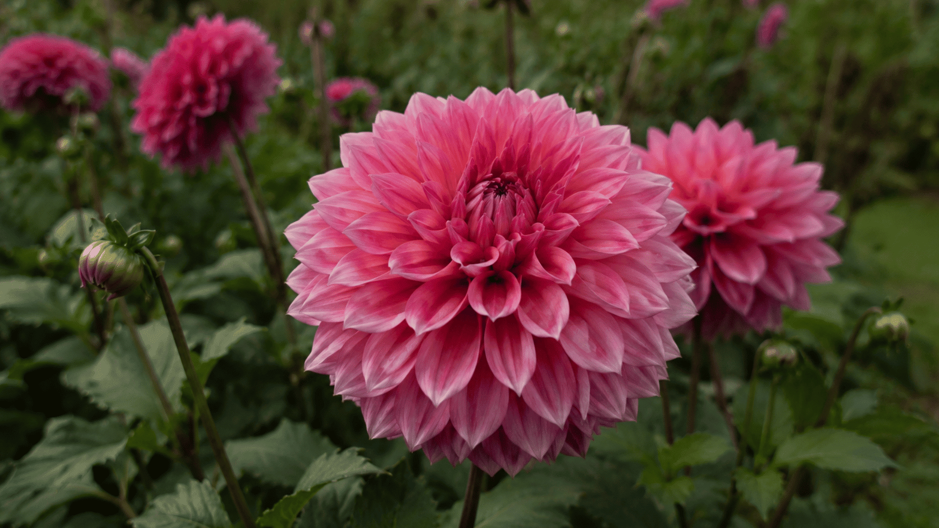 close view of a blooming pink dahlia flower surrounded by green leaves with soft focused blossoms and buds in a garden background