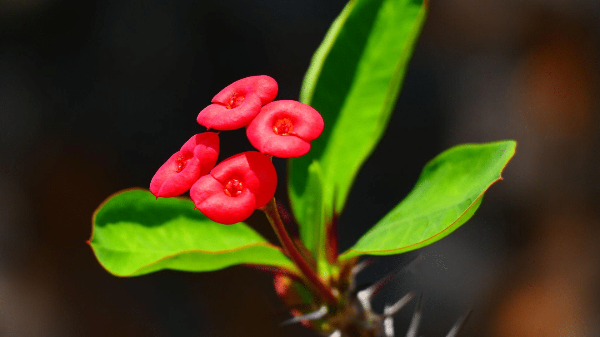 close view of red Euphorbia milii flowers and thorns with blur background.