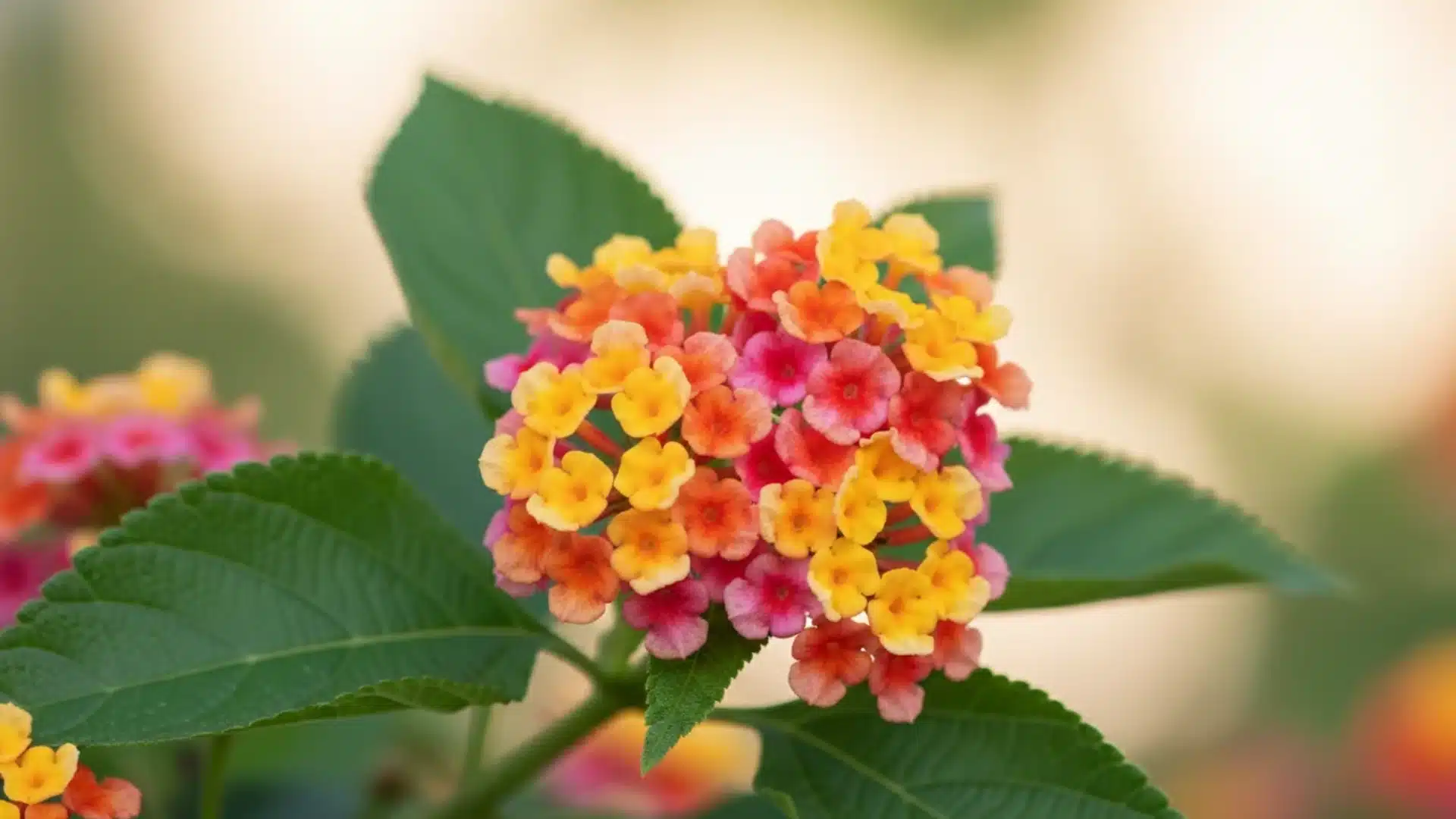 Cluster of small pink, yellow, and orange lantana flowers on a green stem.