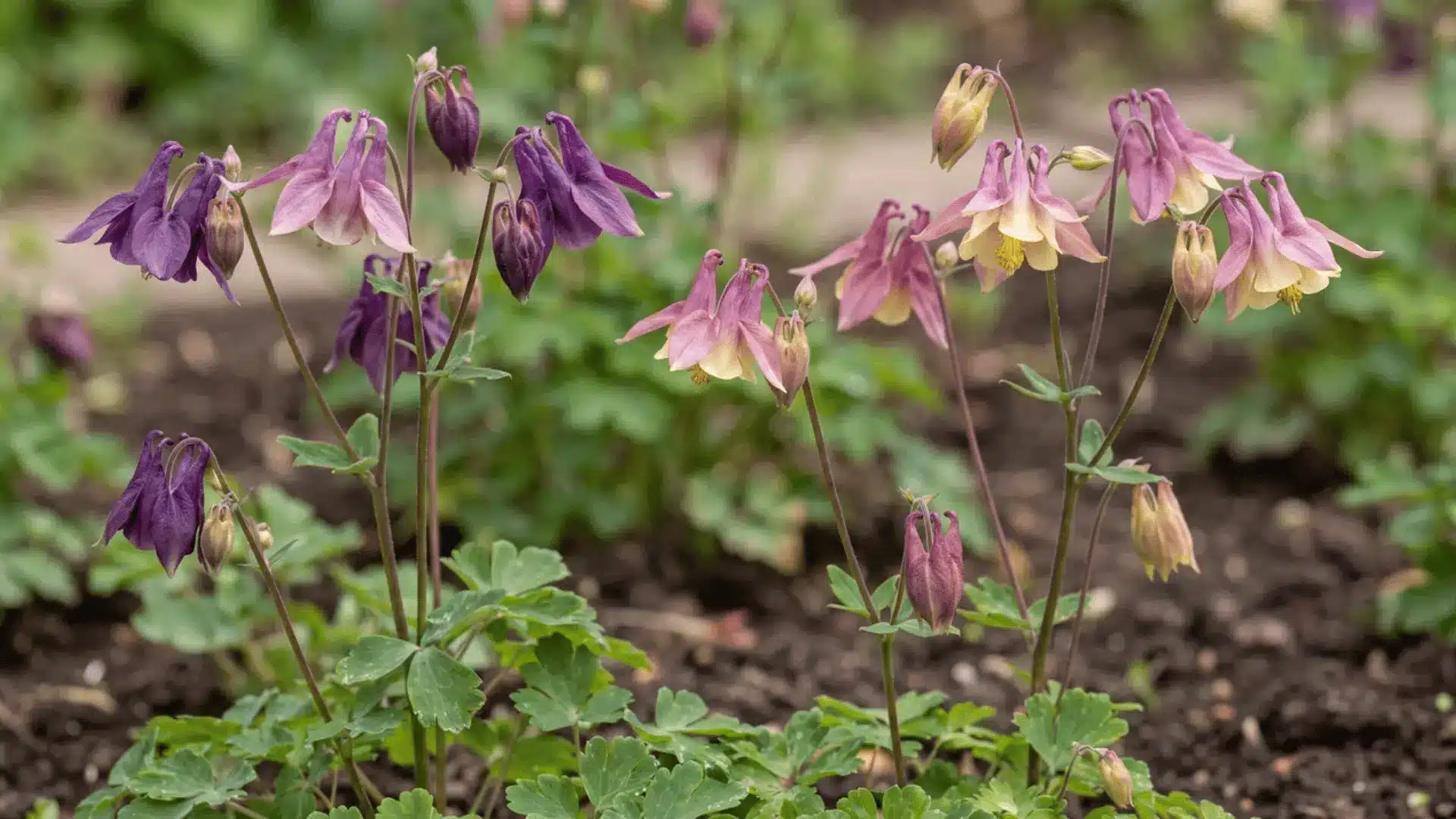 Columbine flowers with spurred petals on stems
