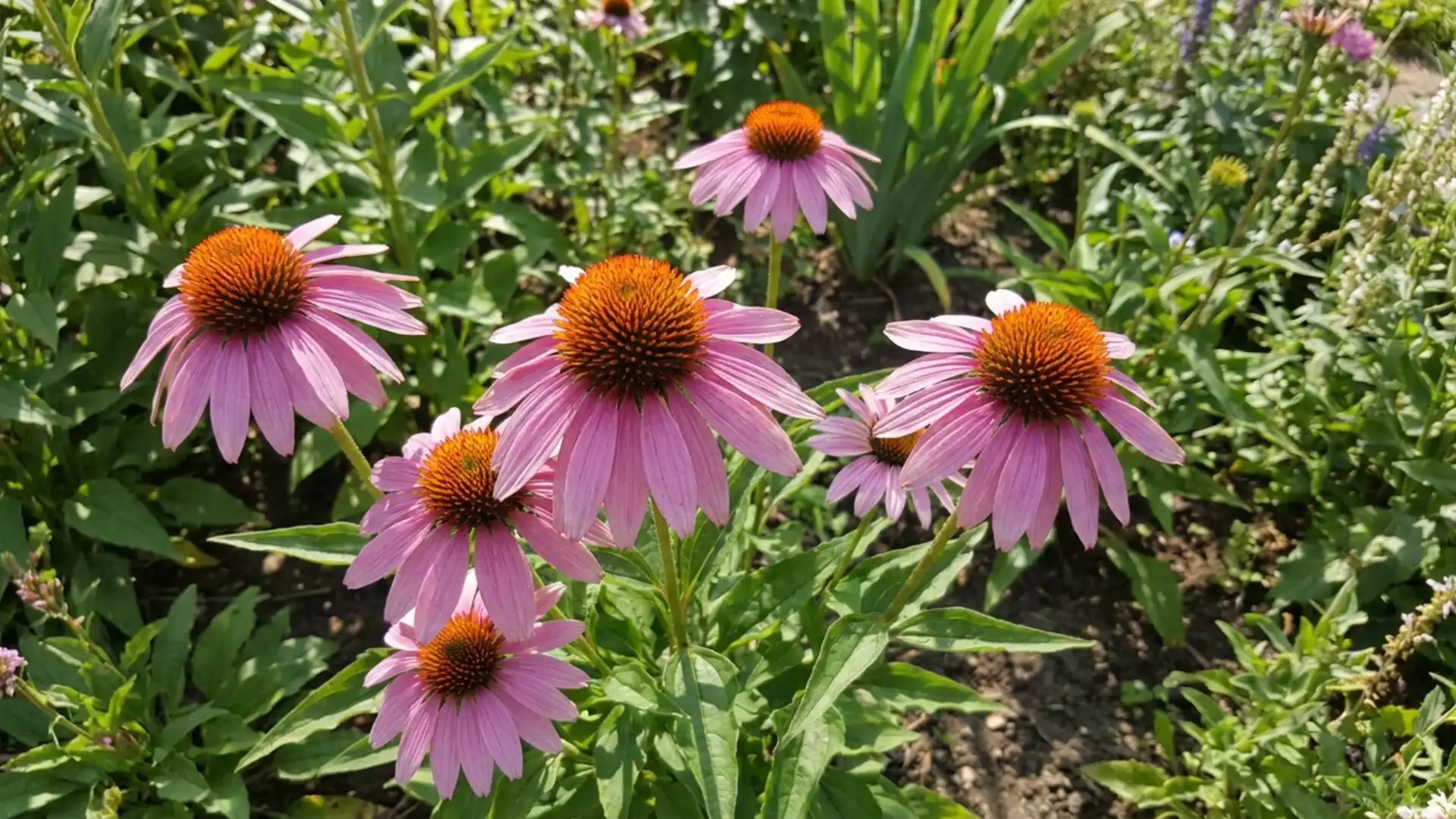 Pink coneflower blooms with raised orange centers growing in a sunny garden border