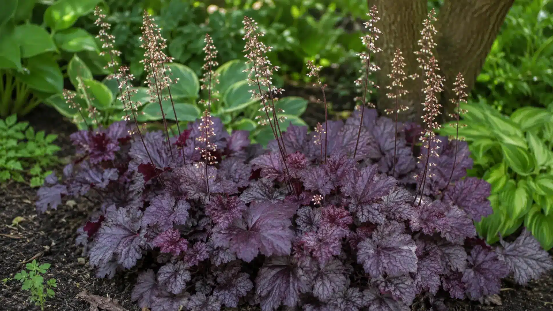 Purple coral bells foliage with small pale flower spikes in a shaded garden border