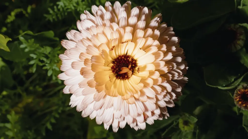 Cream calendula flower with layered petals blooming against dark green foliage in a garden.