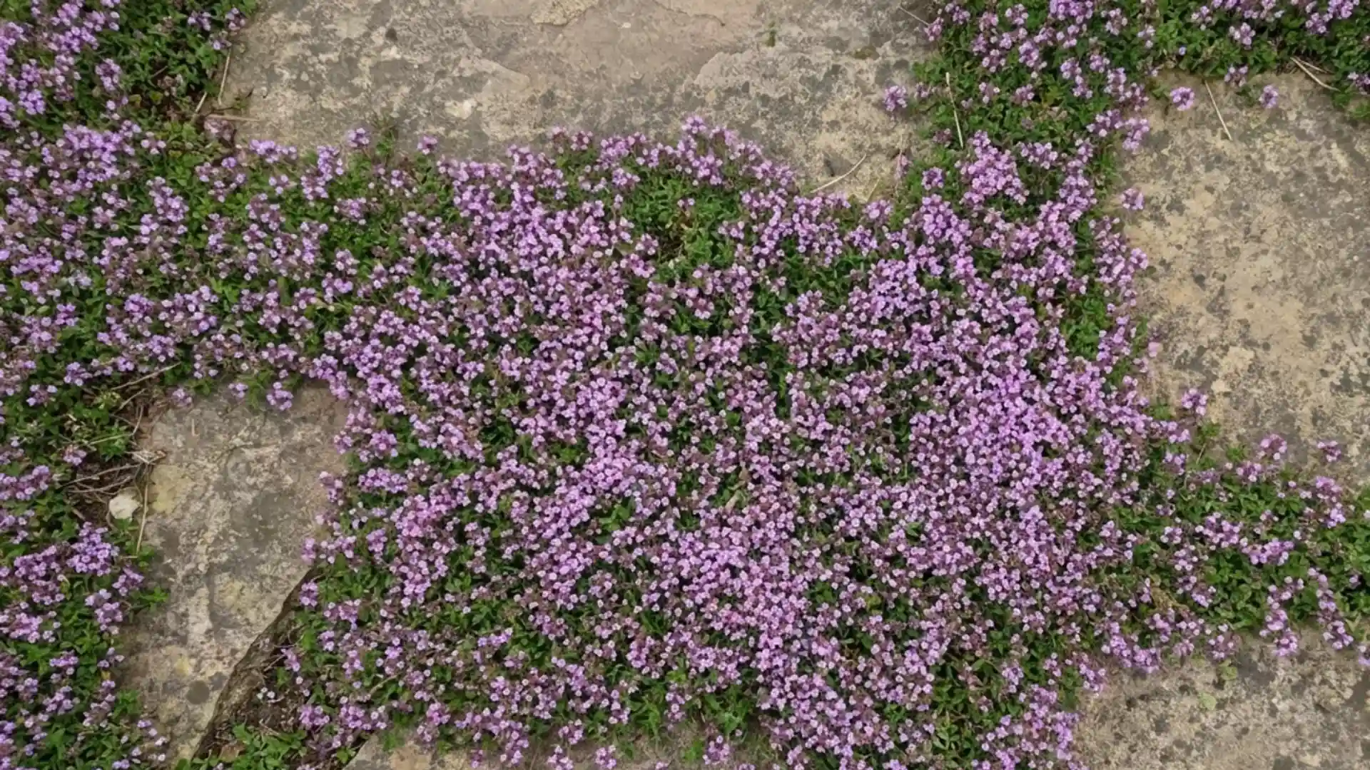 Low mat of creeping thyme covered in tiny purple flowers between garden stone pavers
