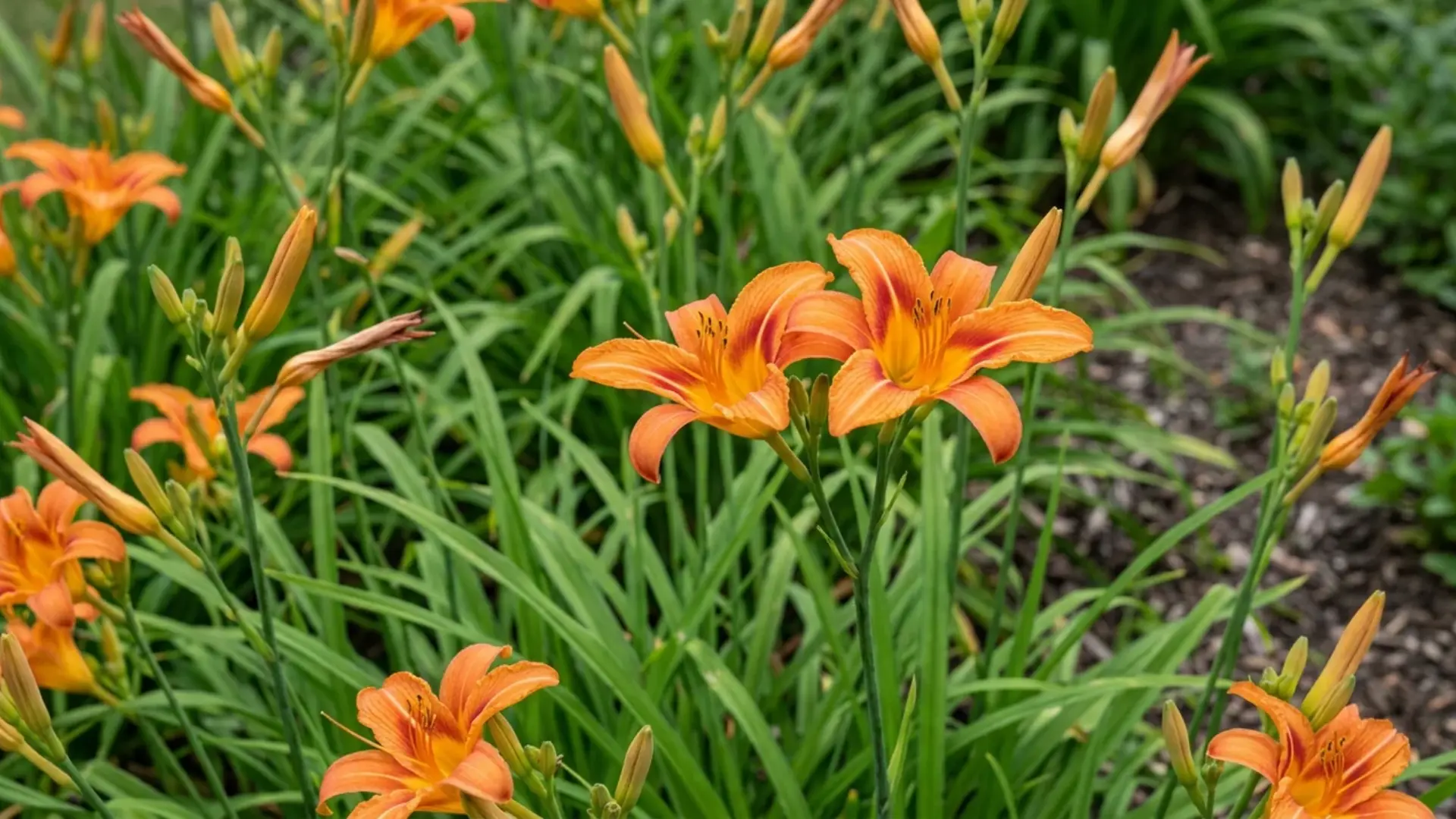 Orange daylily flowers with trumpet shaped blooms growing among green strappy leaves