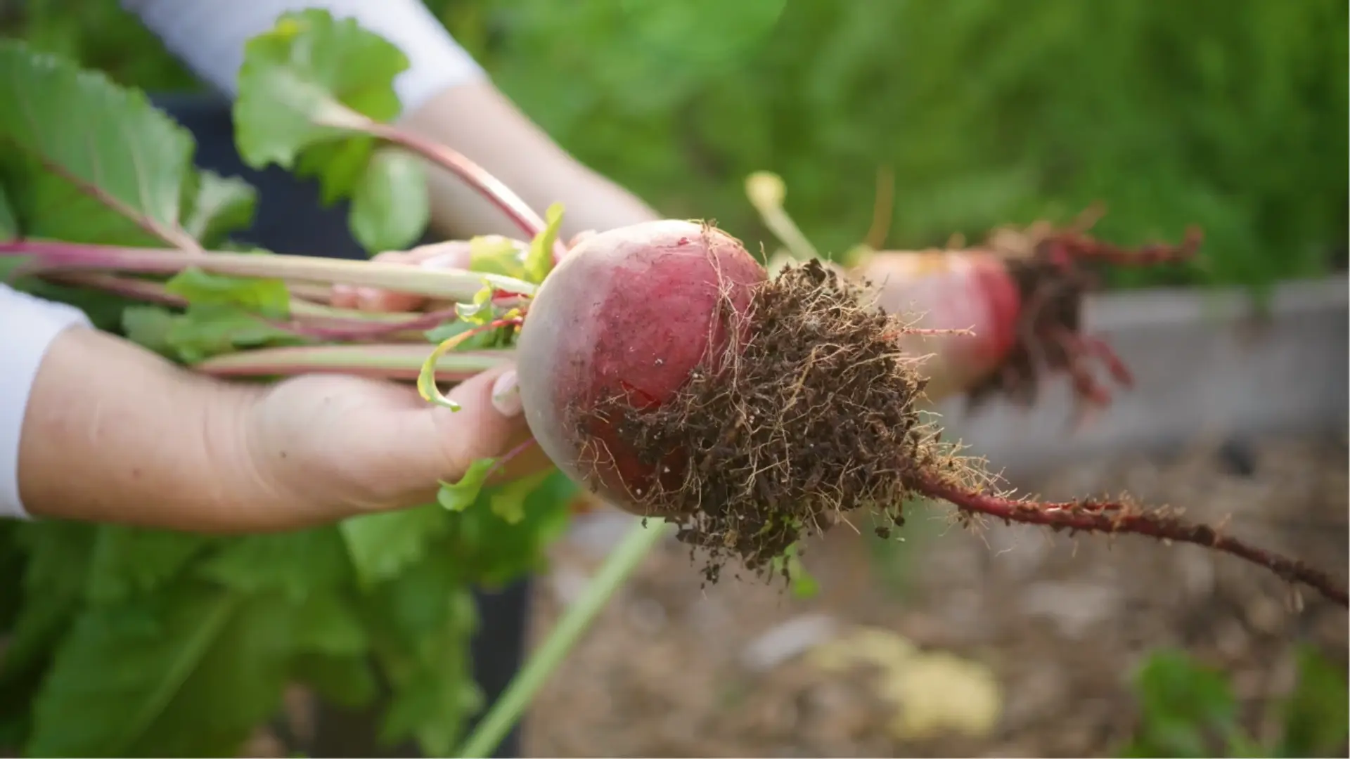Freshly pulled beet roots with green leaves and soil-covered roots during harvest.