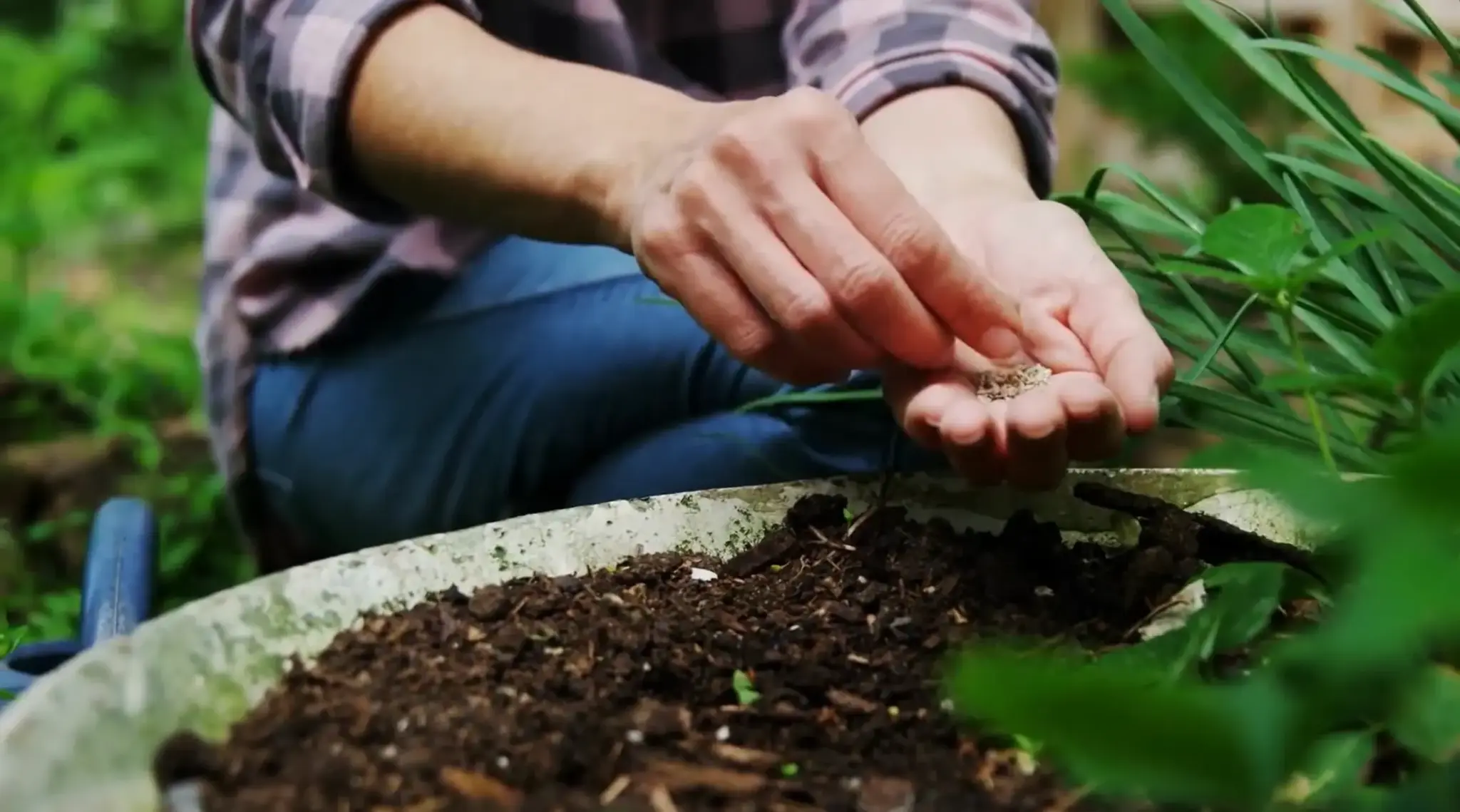 Gardener holding seeds over a soil-filled container beside green plants.