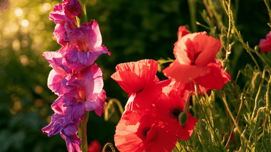 gladiolus and red poppy flowers blooming together in a sunny summer garden with lush green background