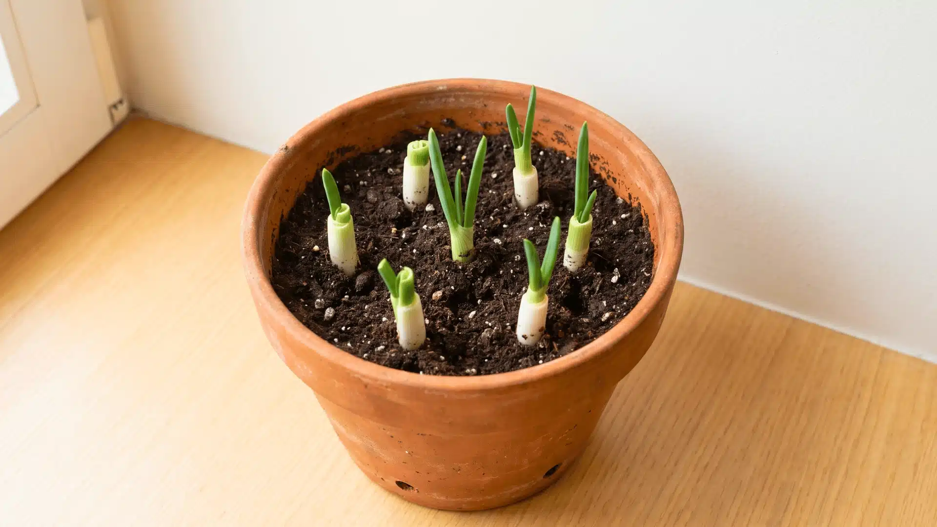 Green onion scraps growing in a terracotta pot with fresh soil and new green shoots.
