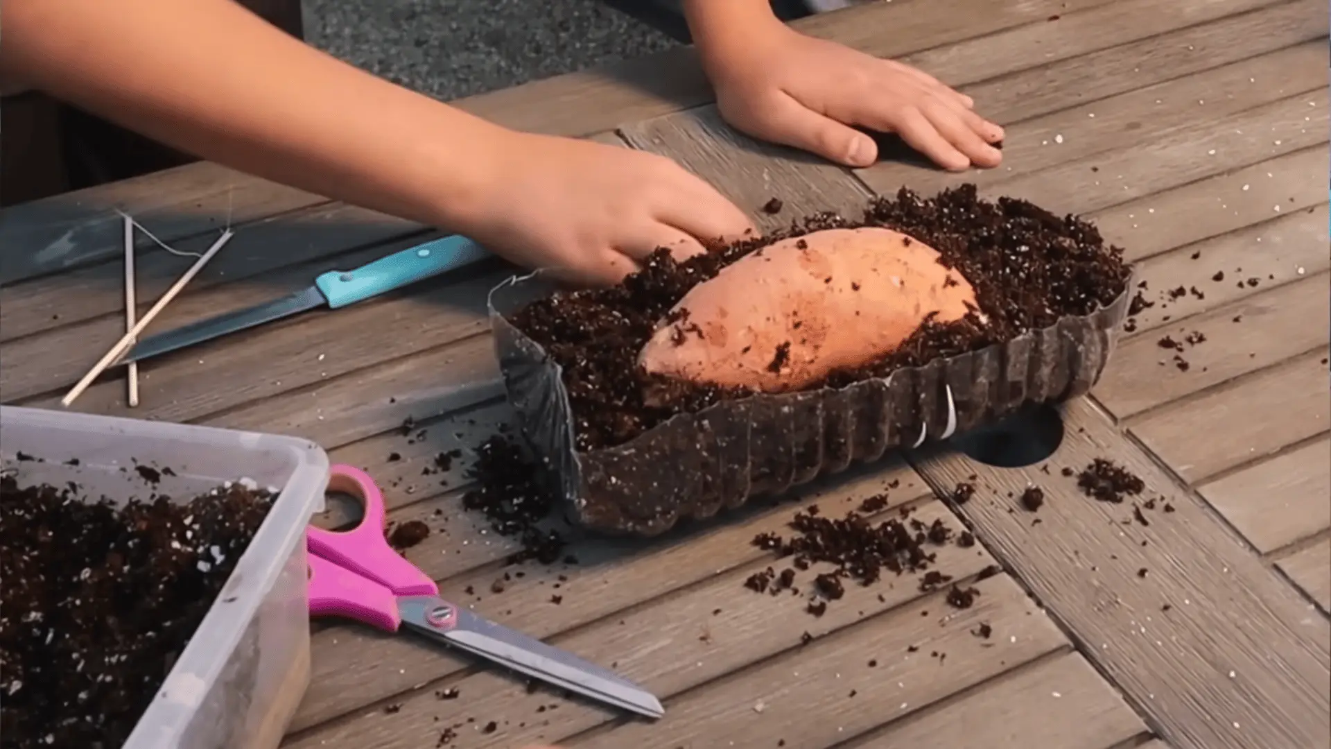 Sweet potato placed in a container of moist potting soil to grow slips for planting