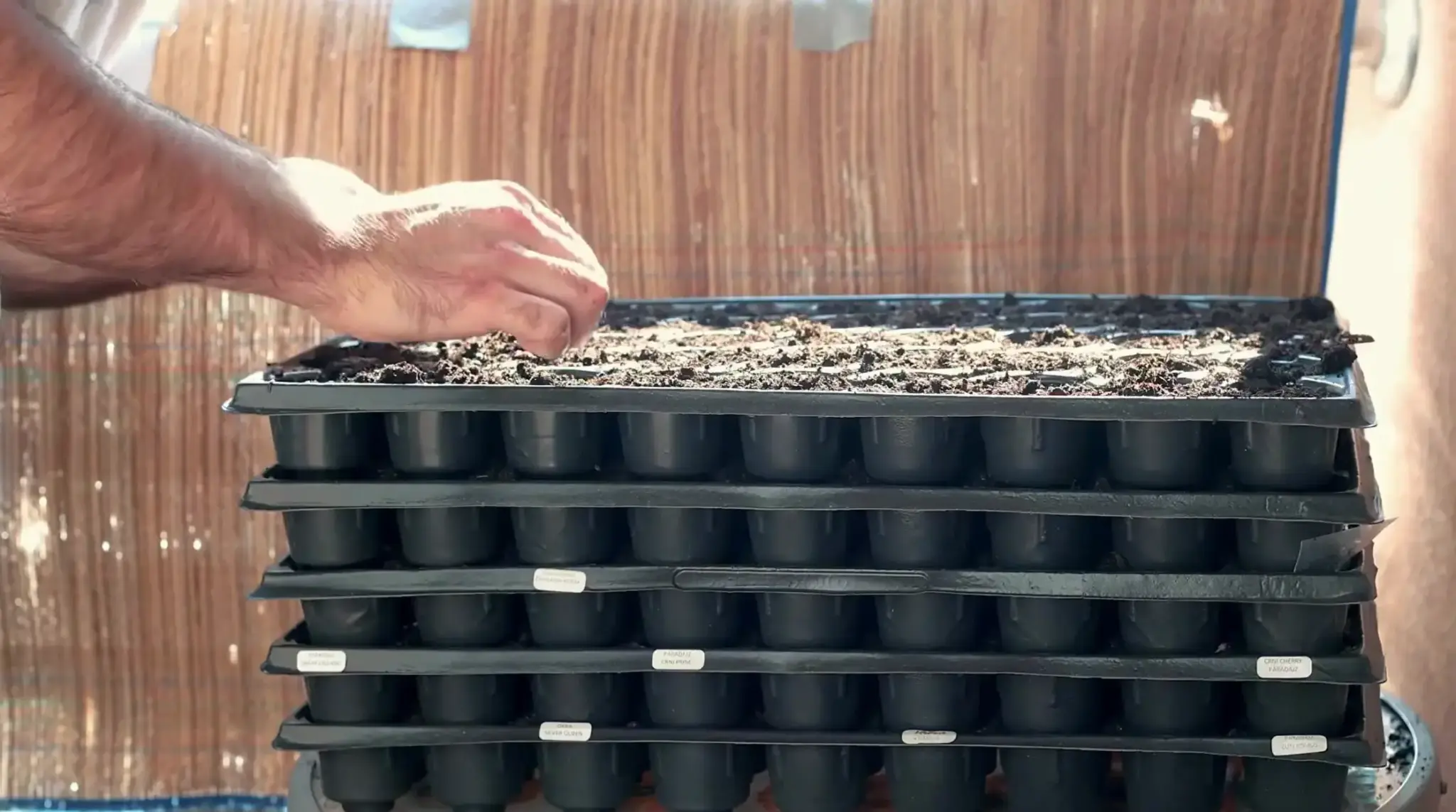 Hand planting seeds in stacked soil-filled seedling trays.