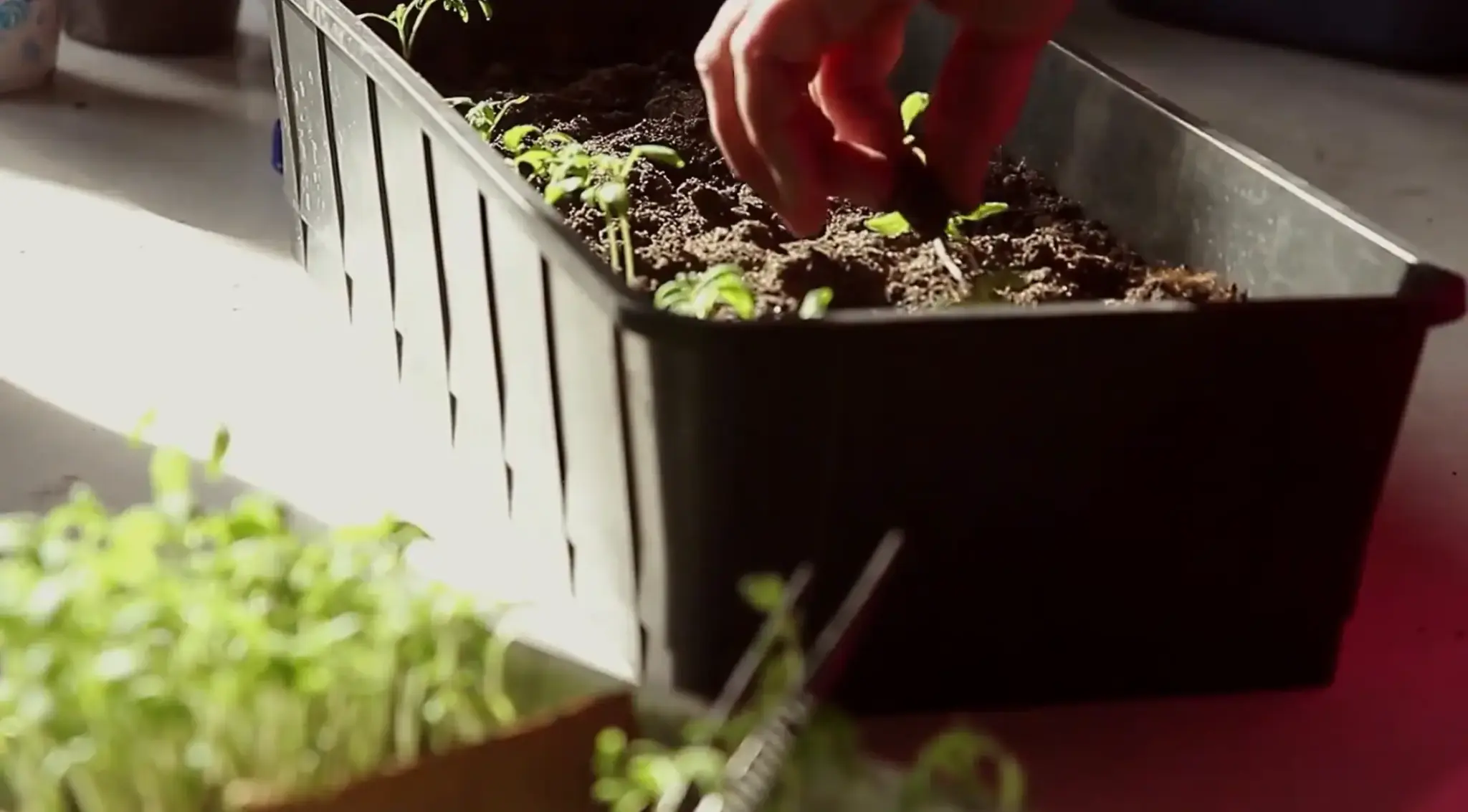 Hand thinning young seedlings in a soil-filled tray near a sunny window.