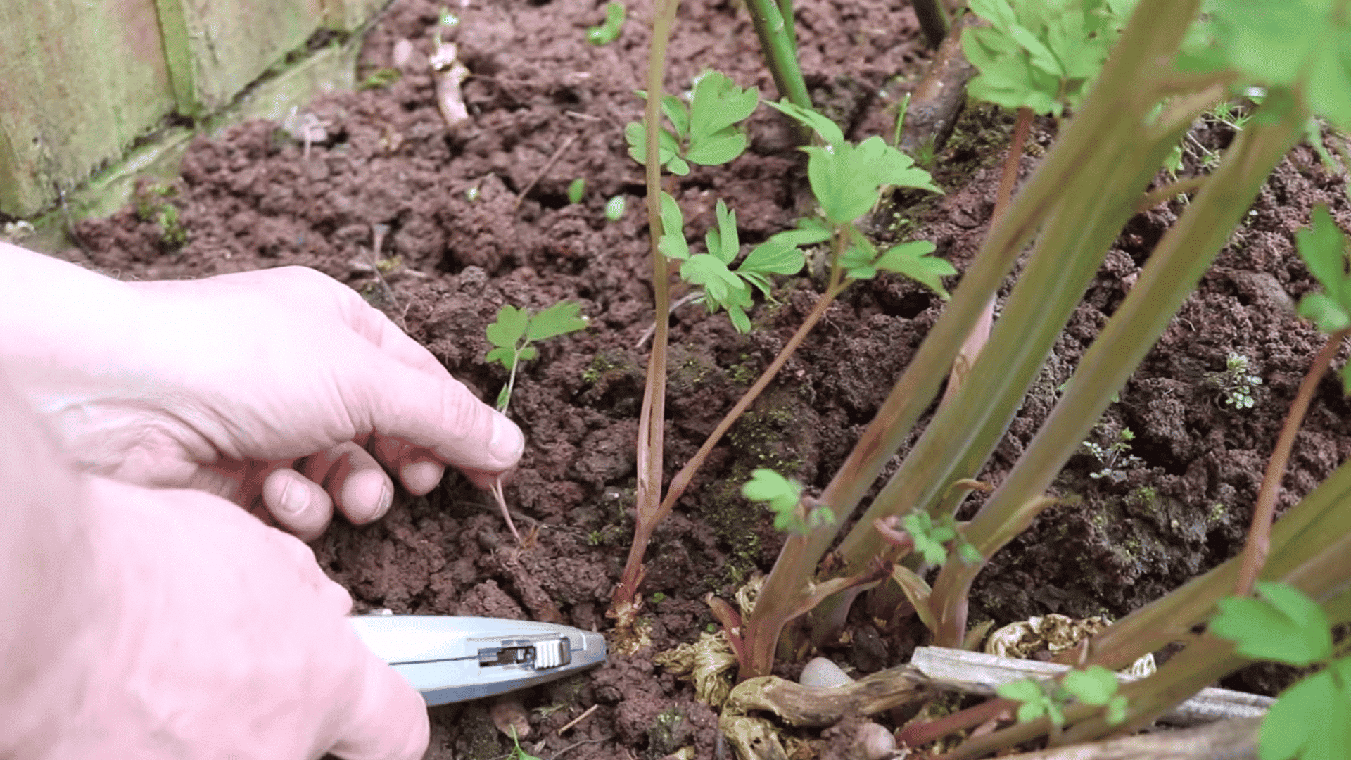 hands cutting a young bleeding heart shoot from the garden soil to prepare a healthy plant for propagation