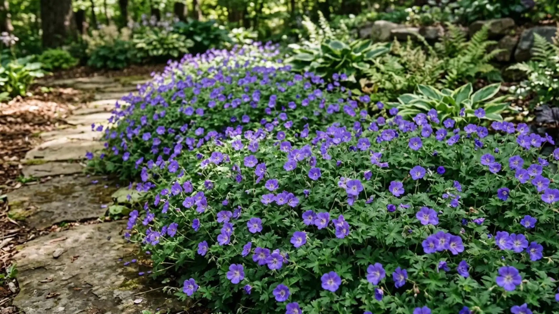 Purple-blue hardy geranium flowers spreading along a garden border